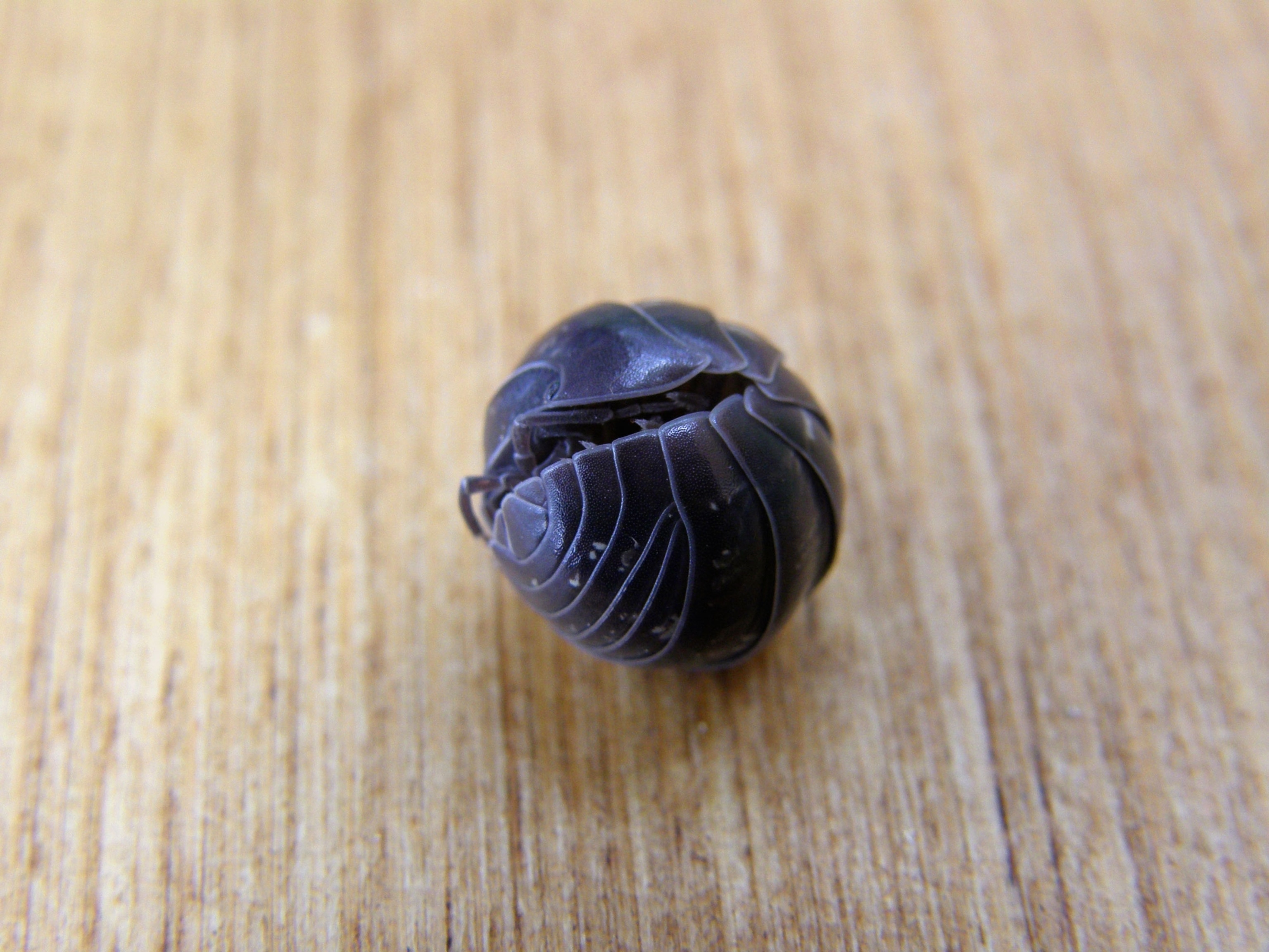 Pillbug (Armadillidium vulgare) rolled up insect.