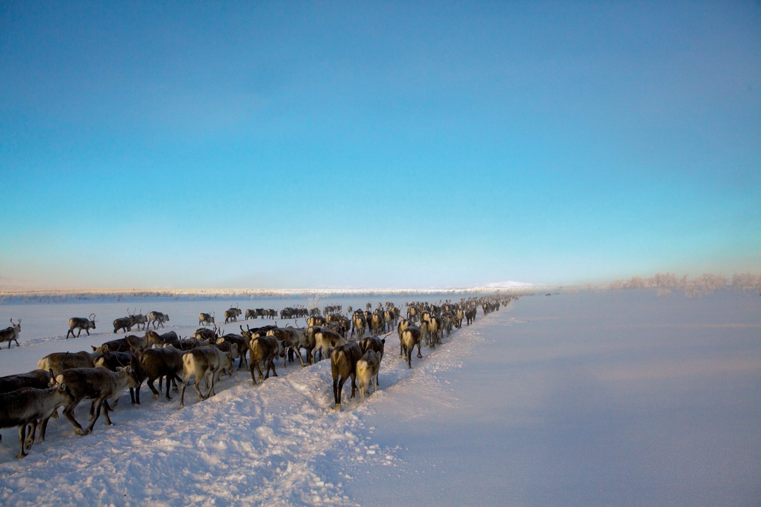 reindeer trudging through deep snow in search of food outside Harrå, Sweden