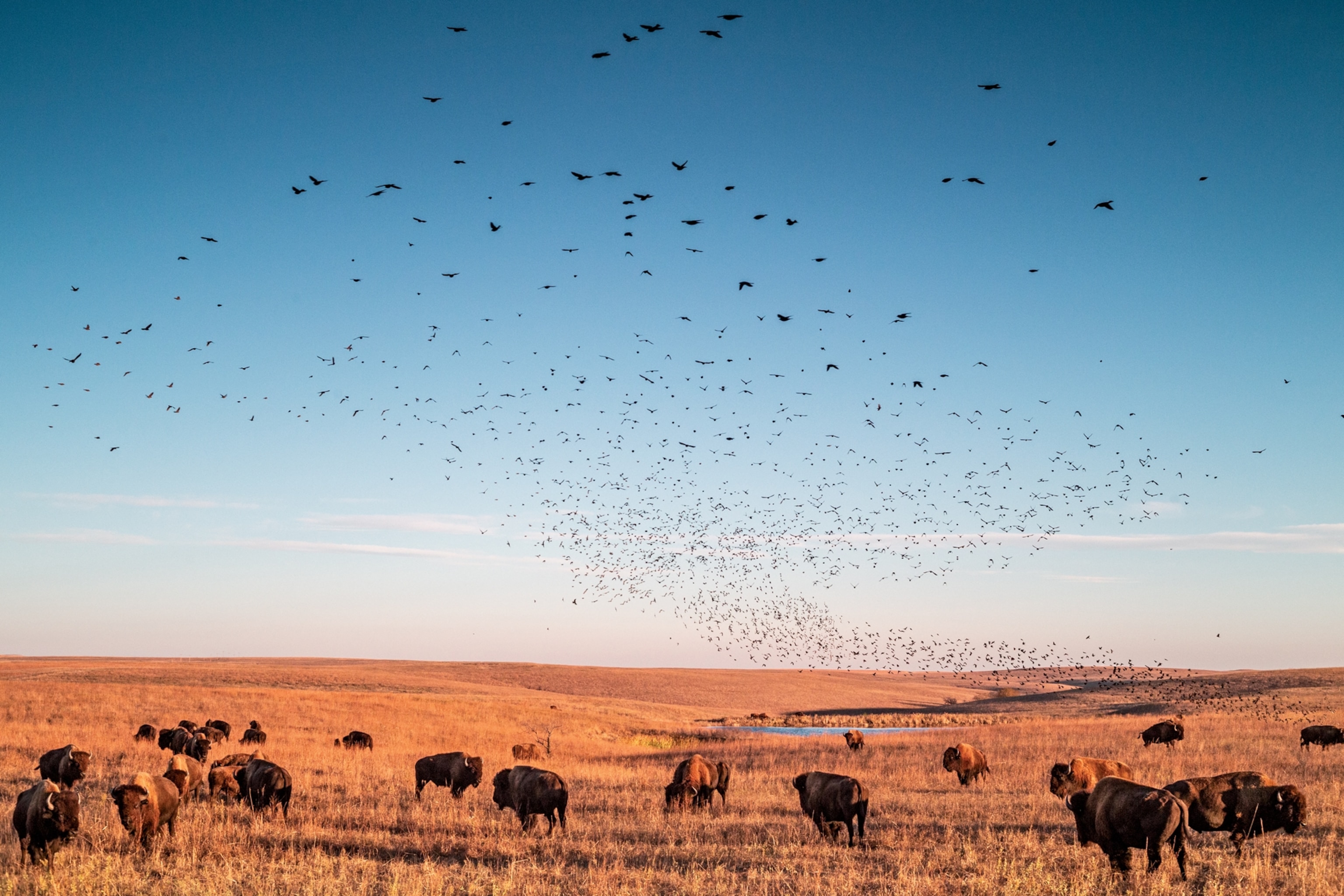 bison on the Oklahoma prairie