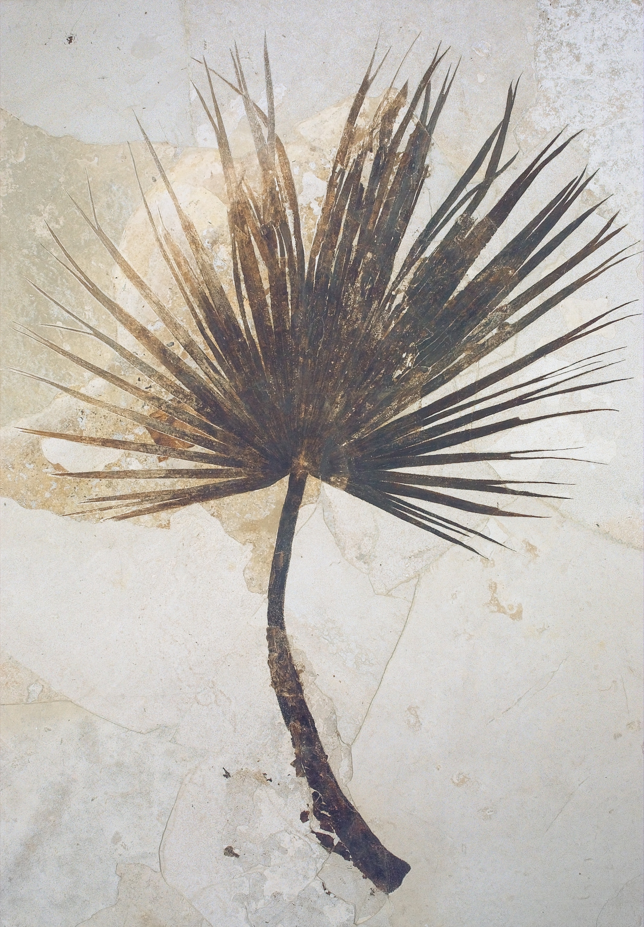 The fossilize remains of a palm species, appearing almost as a watercolor painting on limestone.