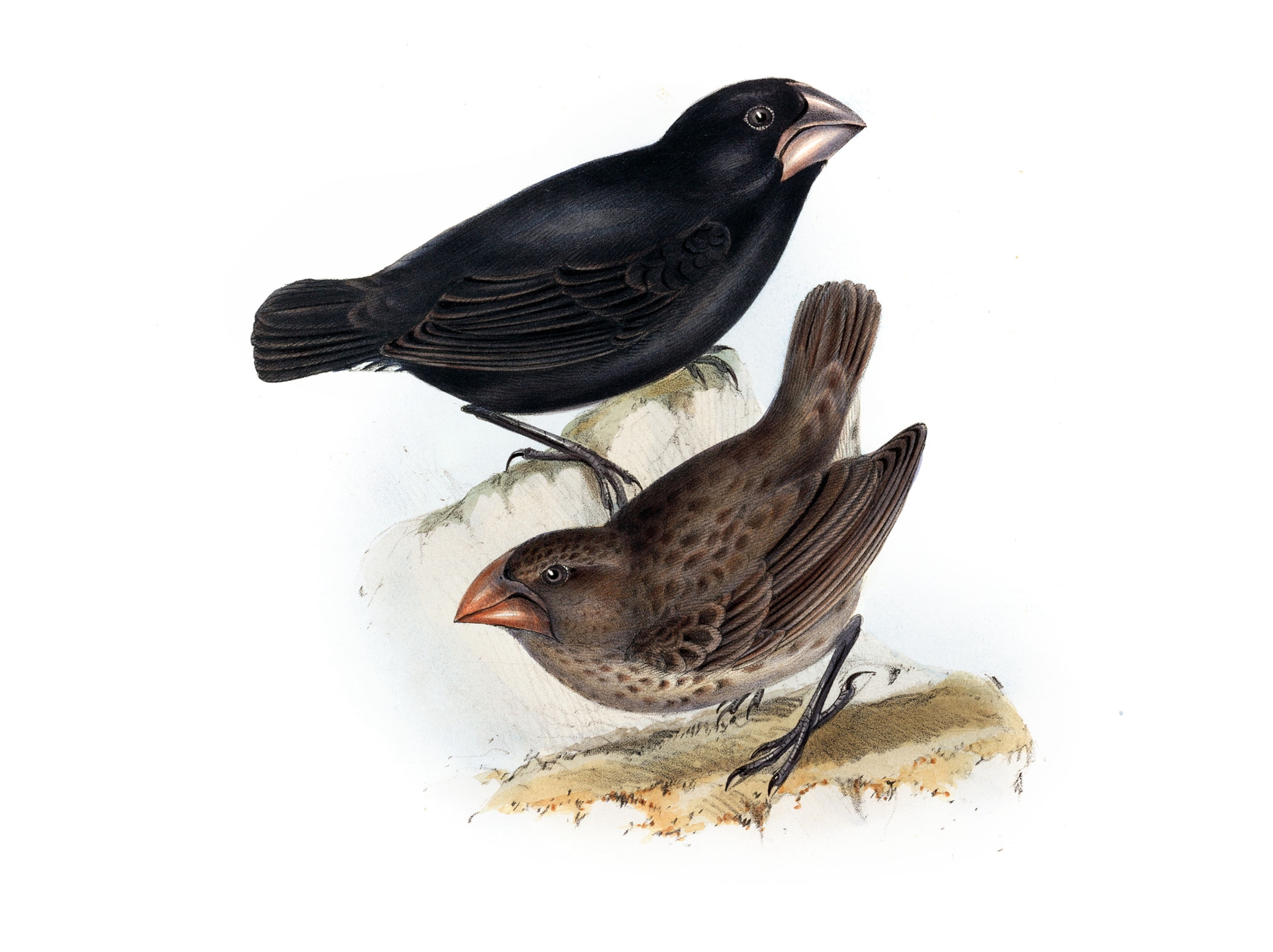 A drawing of two birds