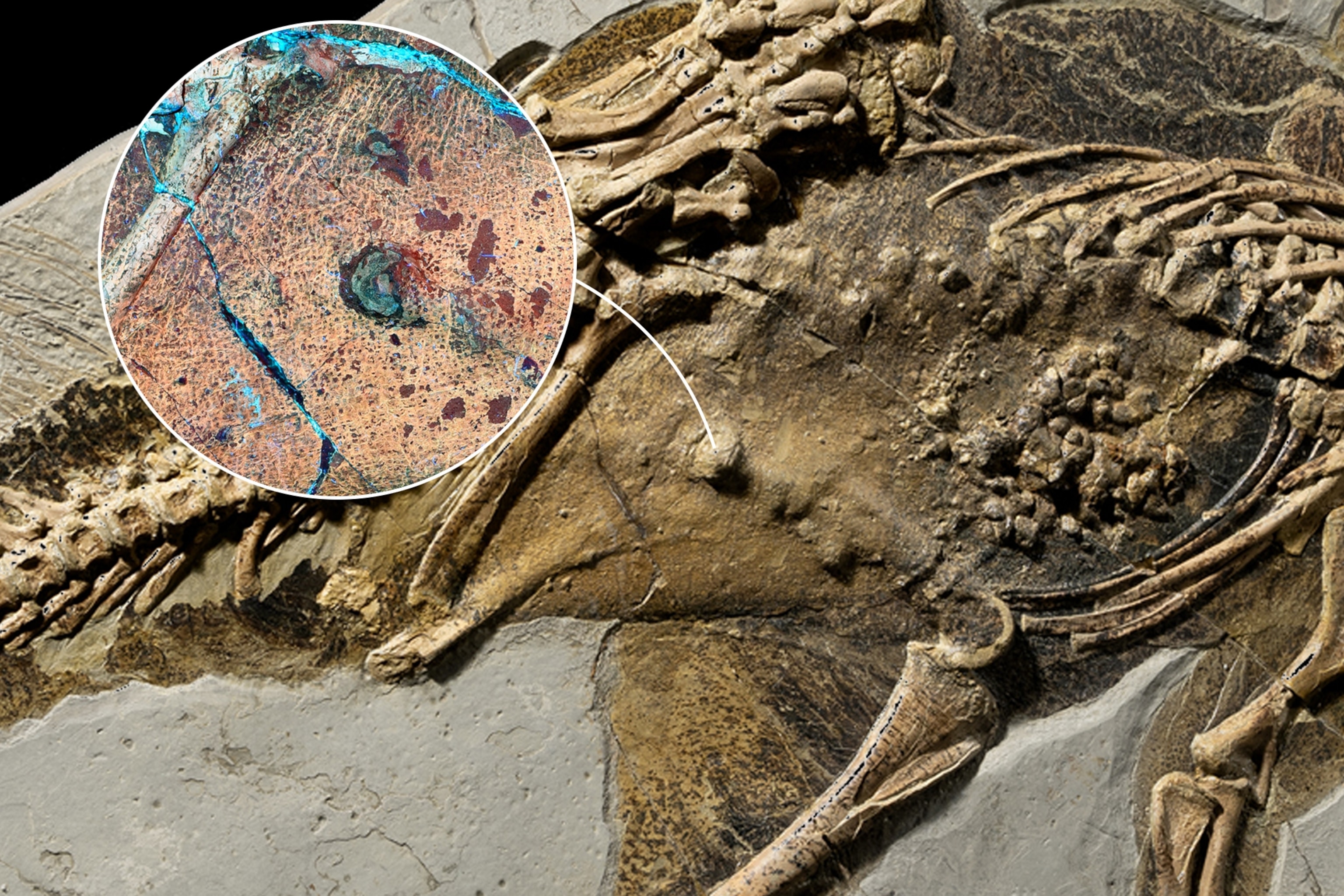 Soft tissue of dino's body.