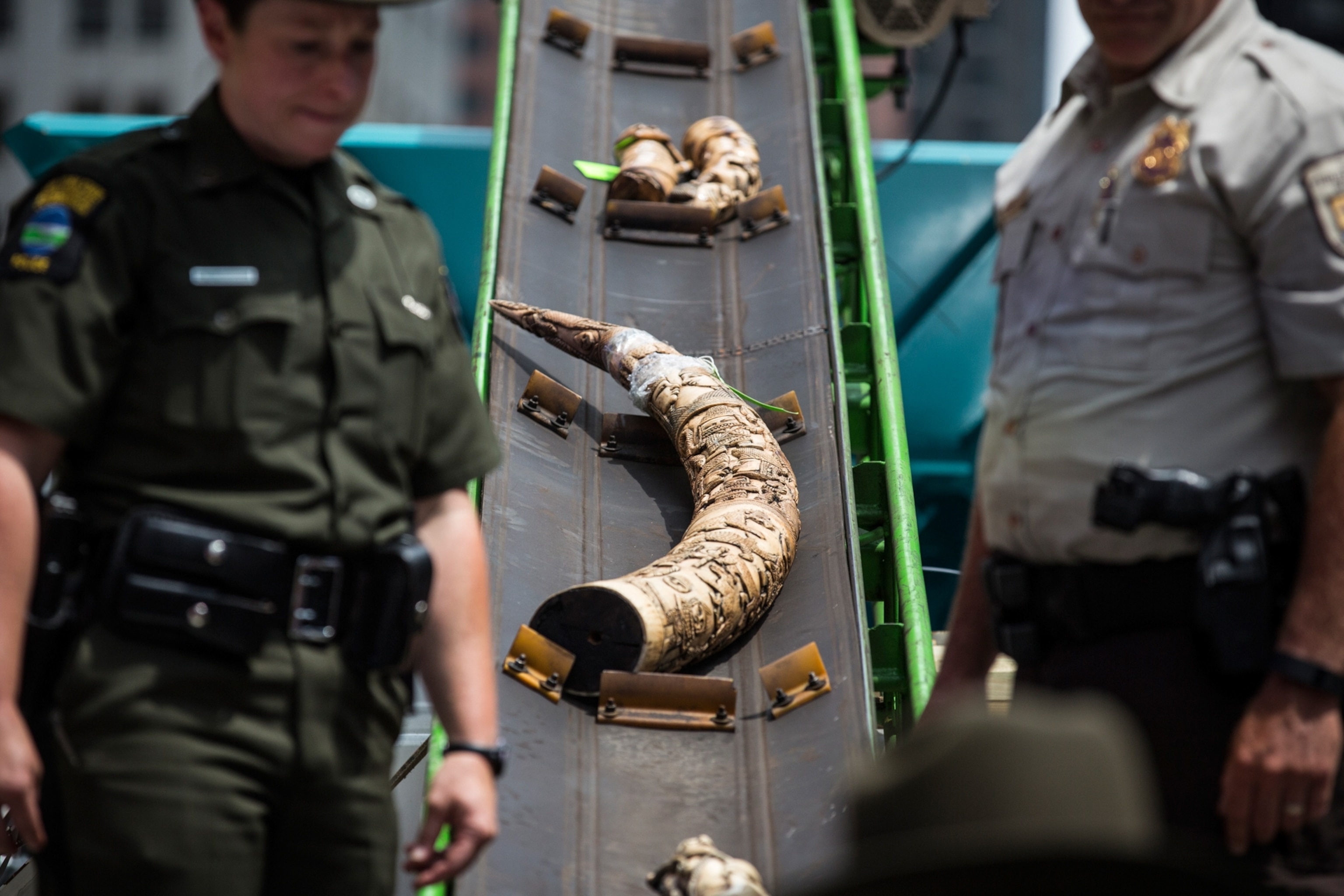 Ornamentally decorated ivory tusks on a conveyor belt as the illegal products are publicly destroyed.