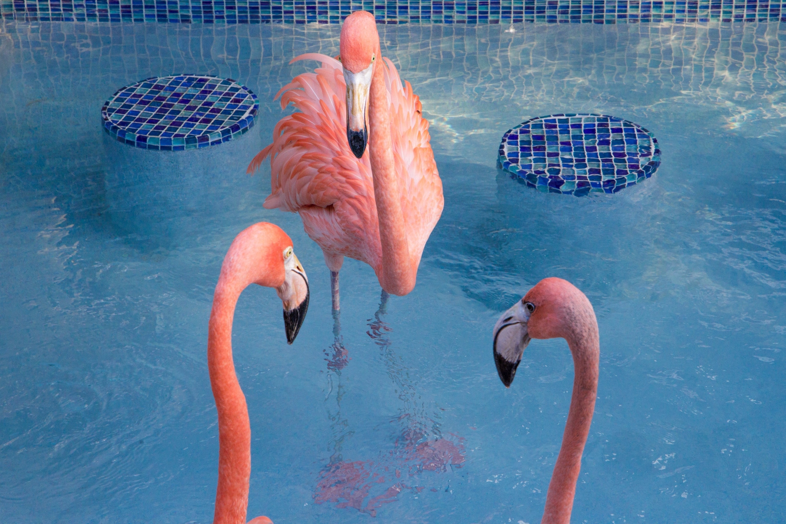 three flamingos in a pool