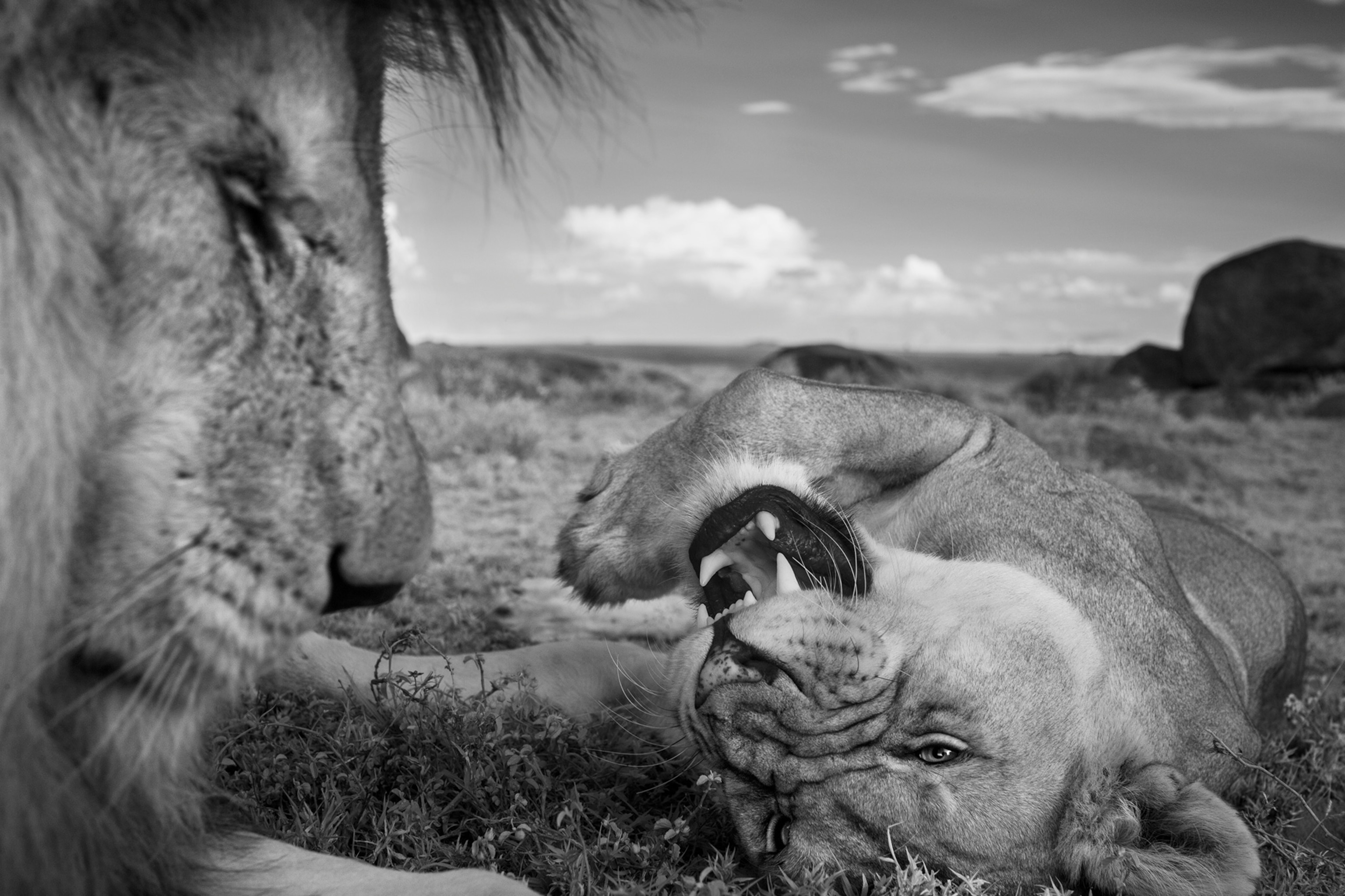 an adult lion and female relaxing after mating