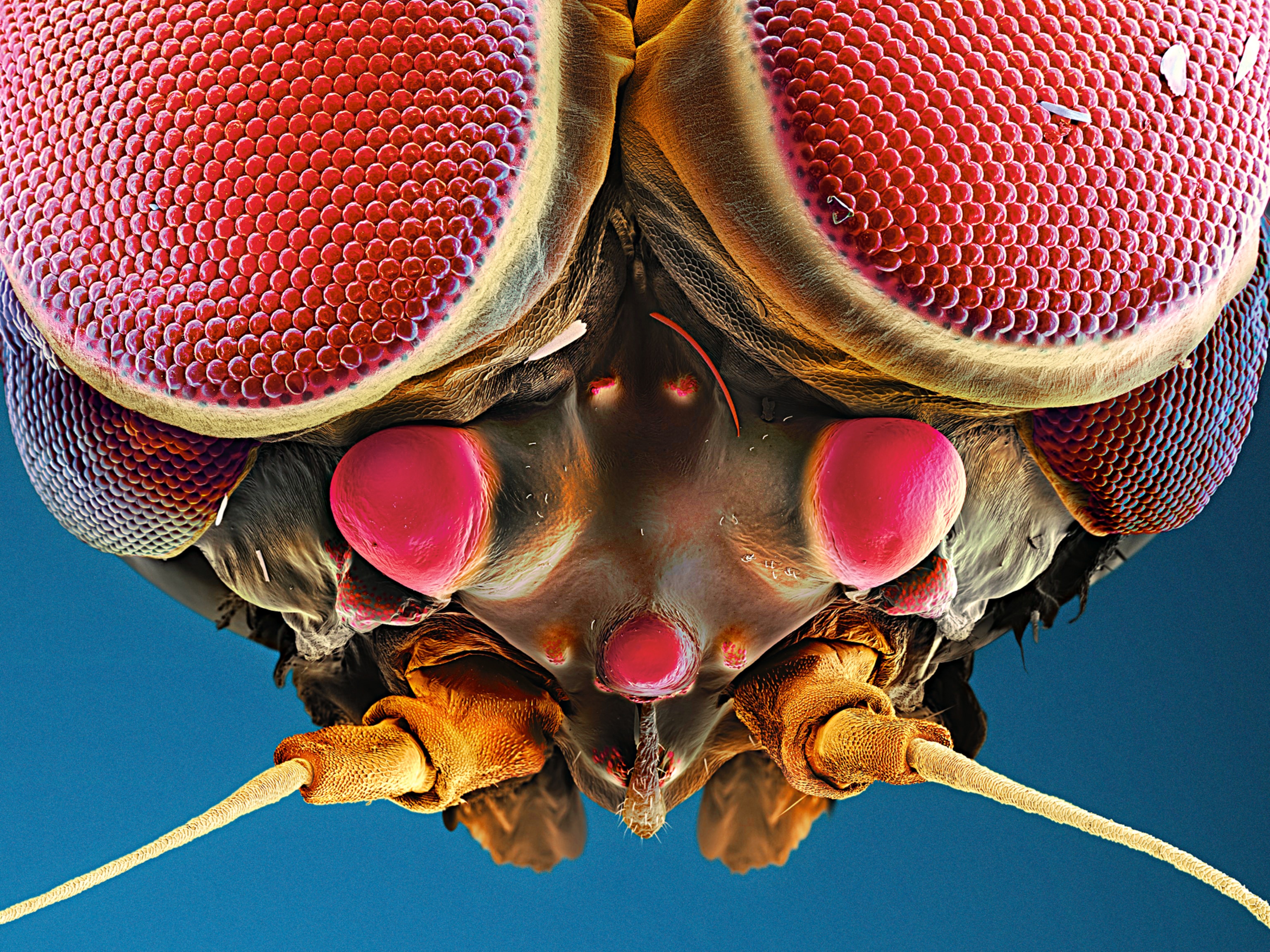 a male mayfly with turban eyes