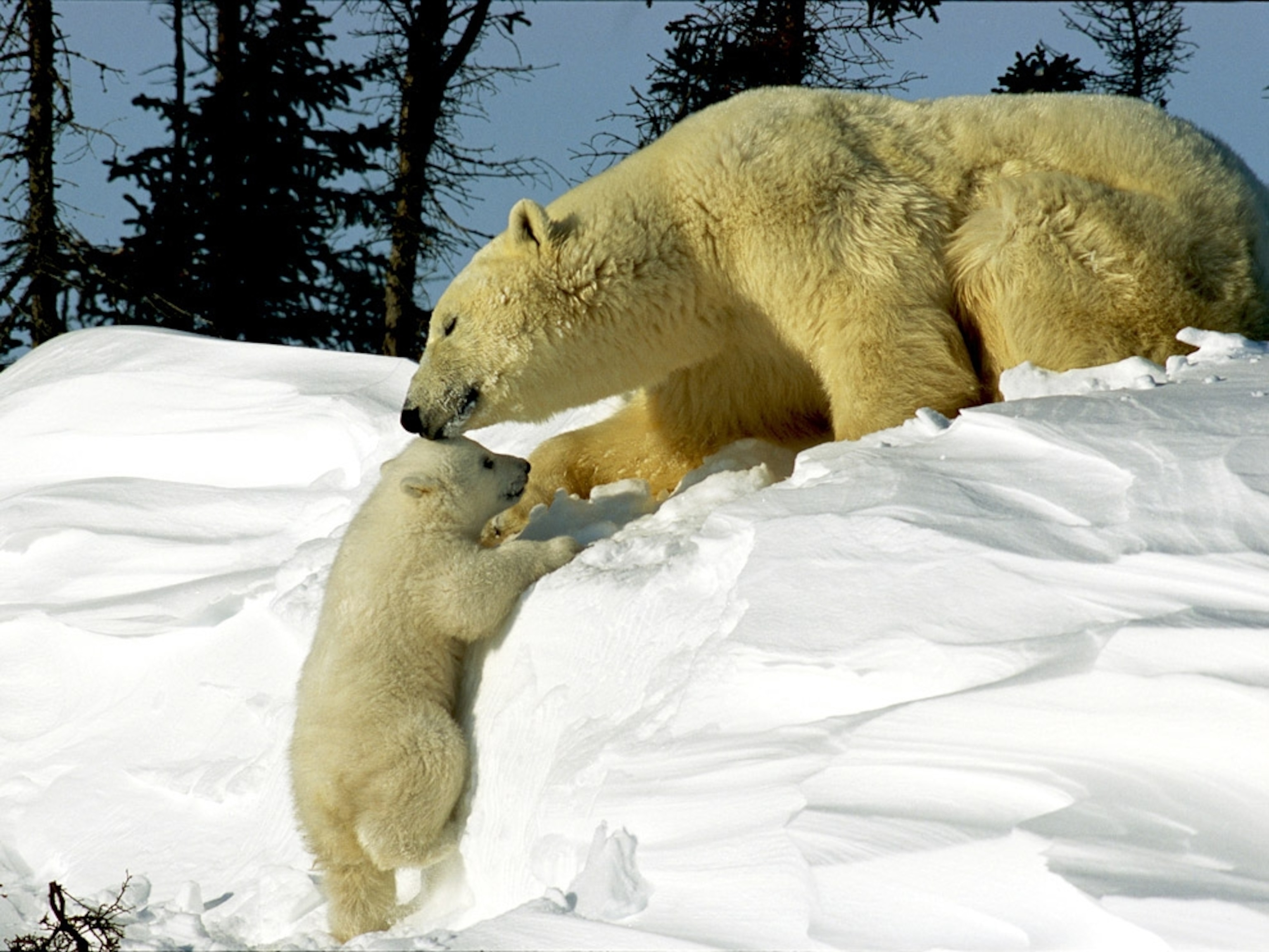 a polar bear with cub