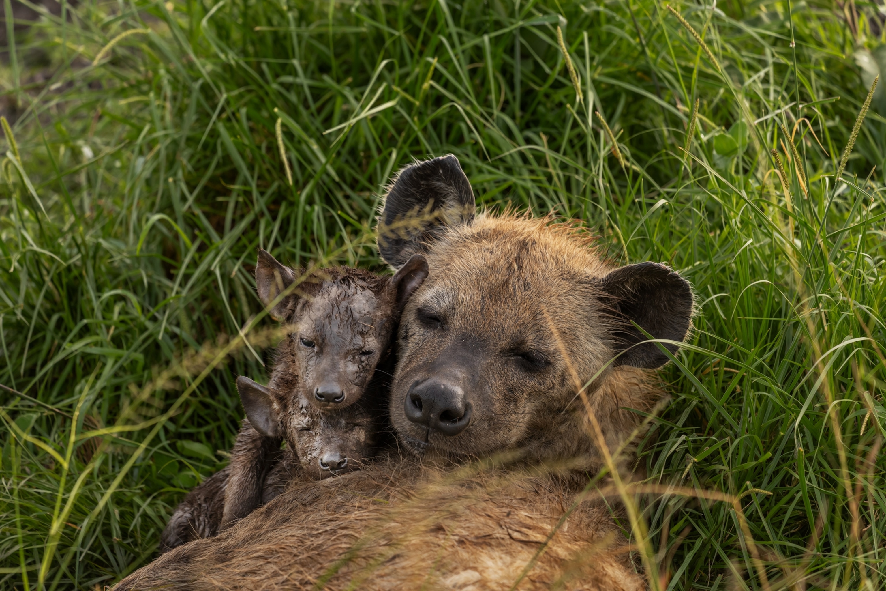 a mom and her two cubs snuggle around tall green grass.