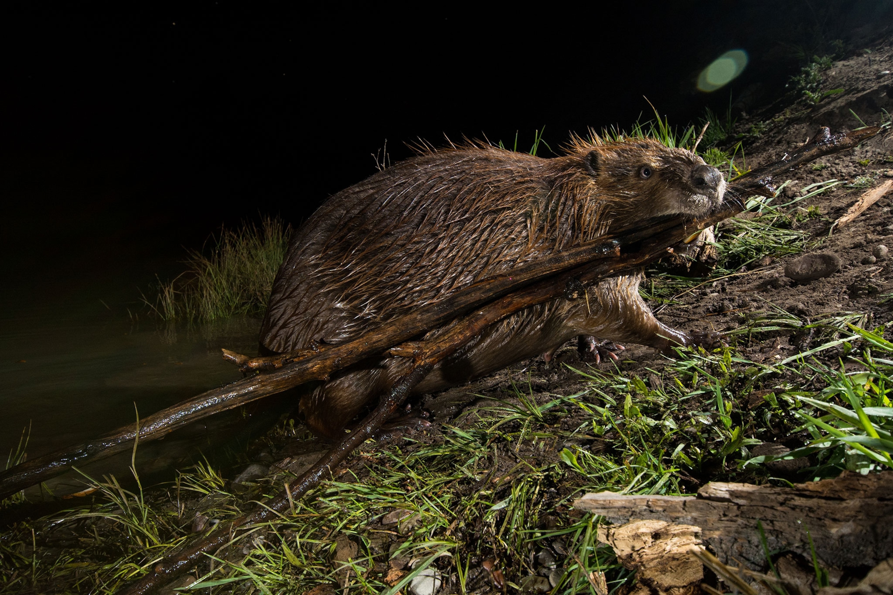 a beaver at Schwabacher Landing in Grand Teton National Park