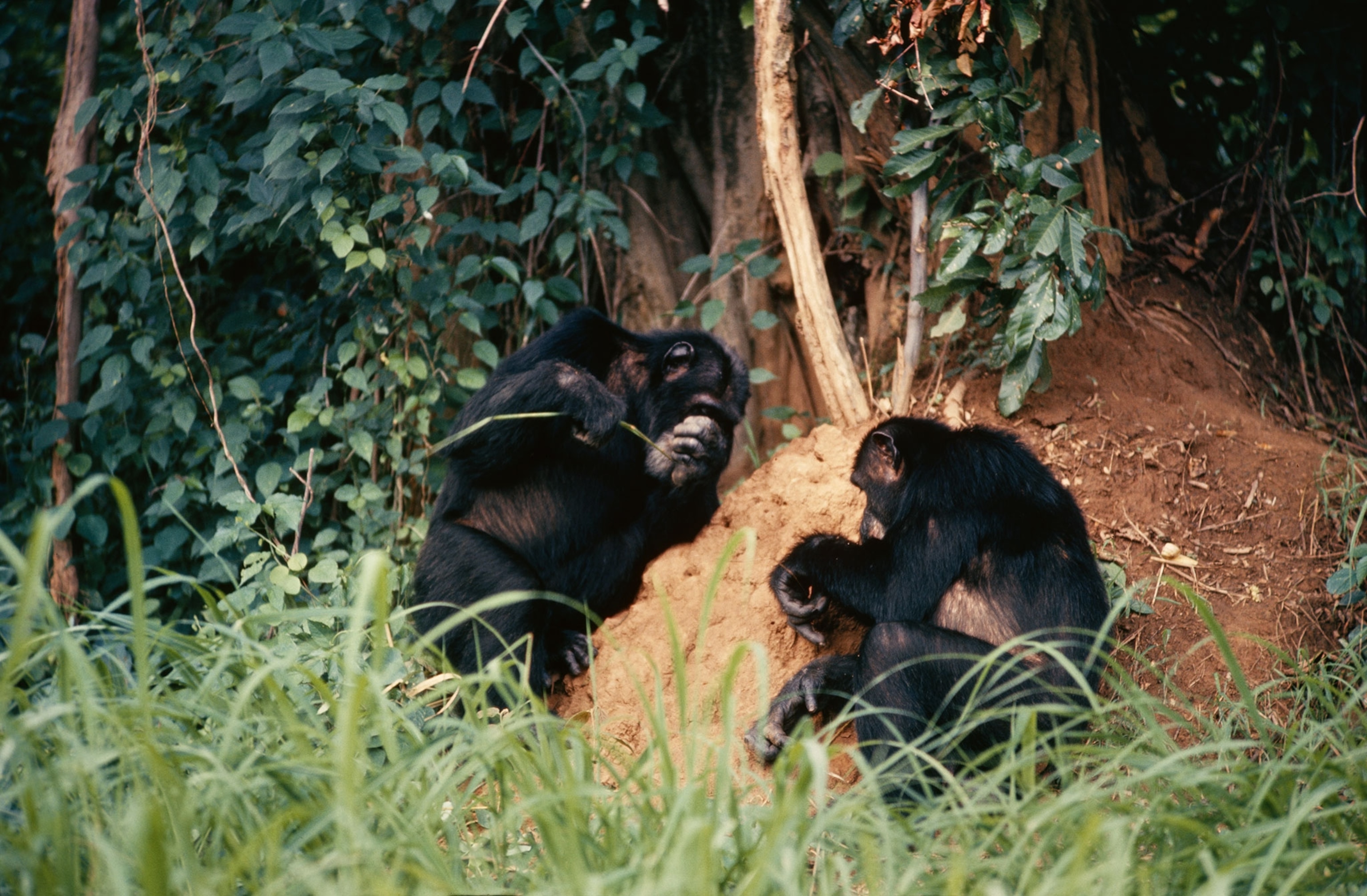 chimpanzees using tools on a termite mound