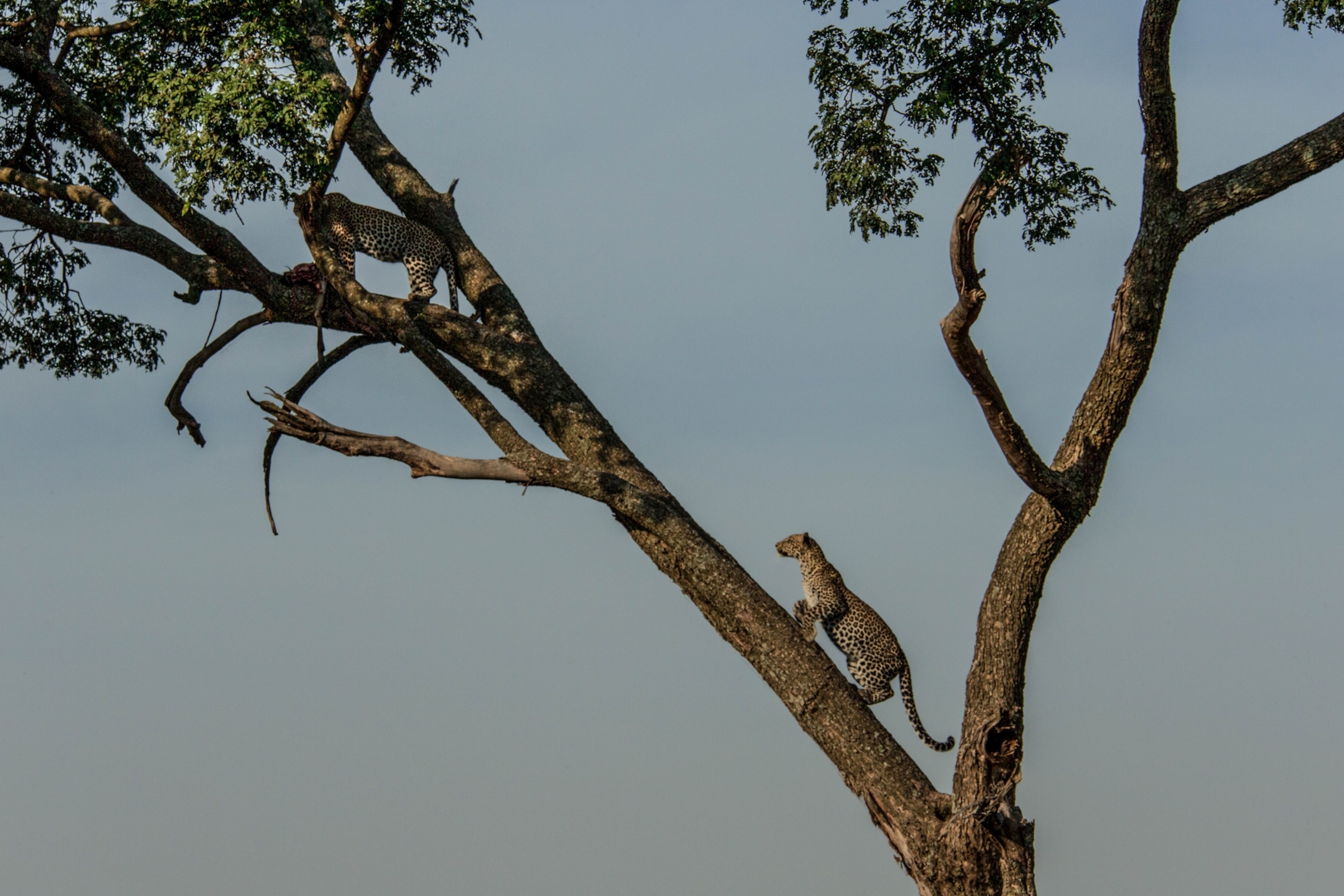 A soft blue light behind of a leopard as sun sets and it climbs a tree.