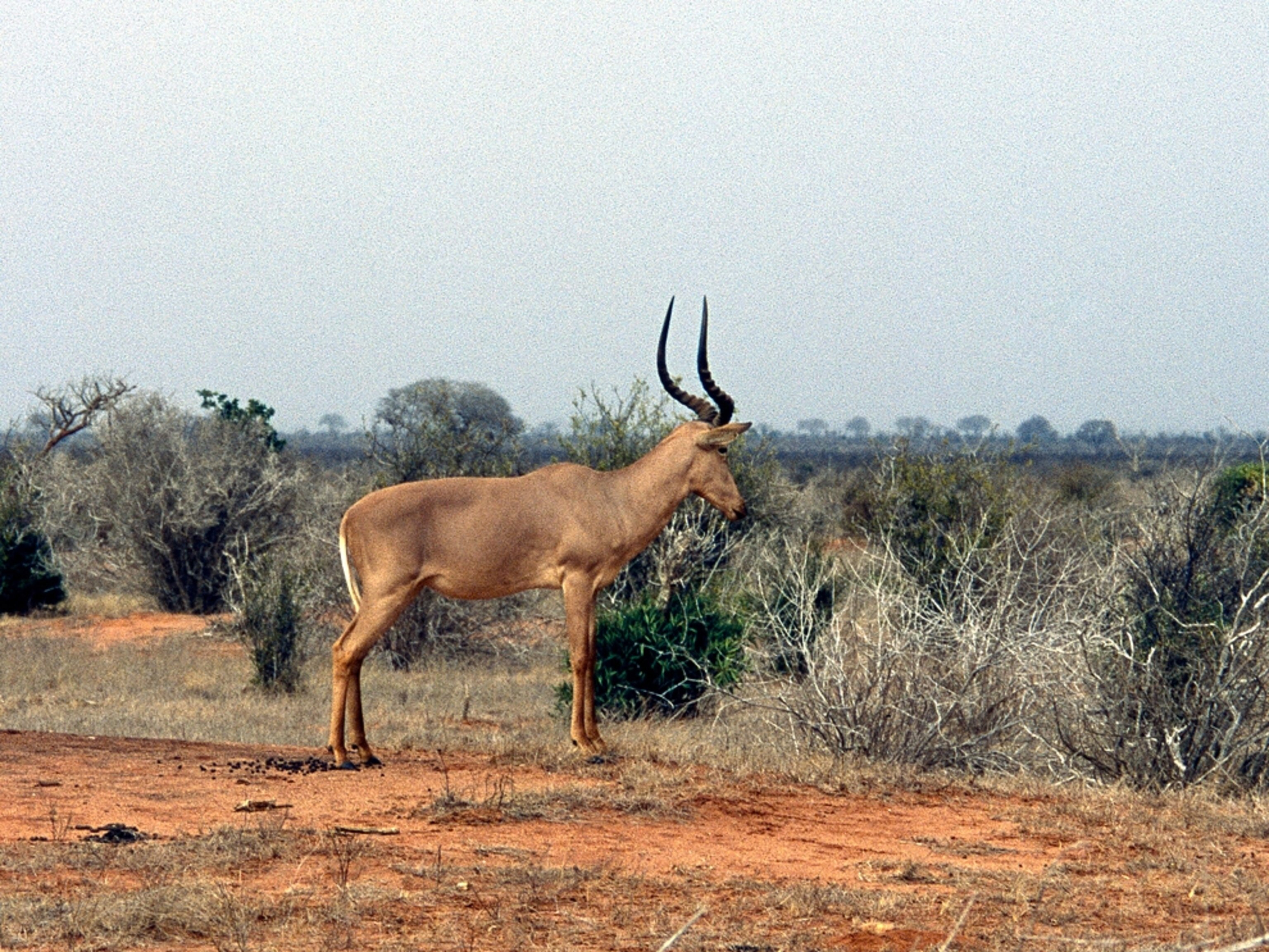 African antelope picture: A hirola in Kenya.