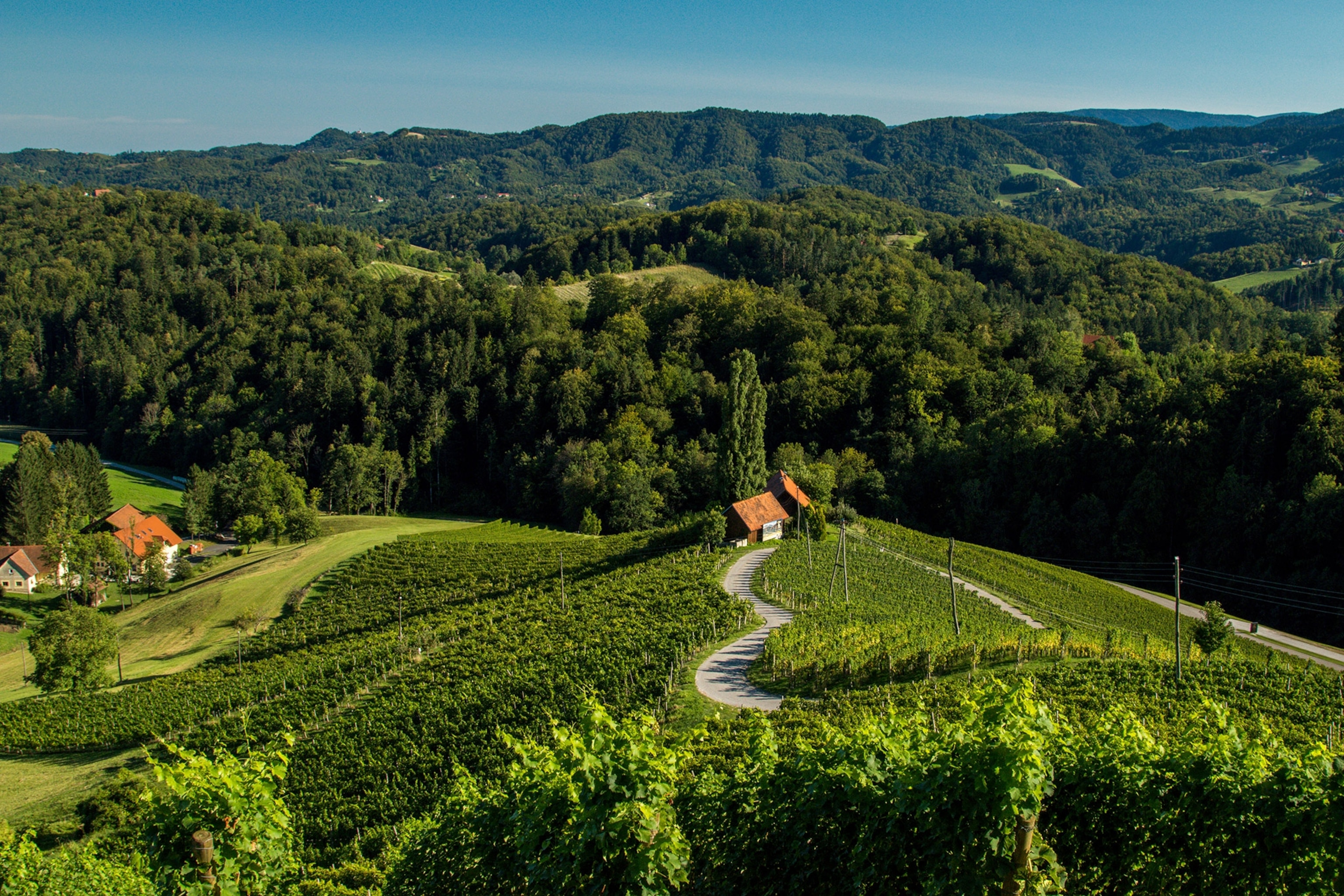 a heart shaped road through a vineyard in Slovenia