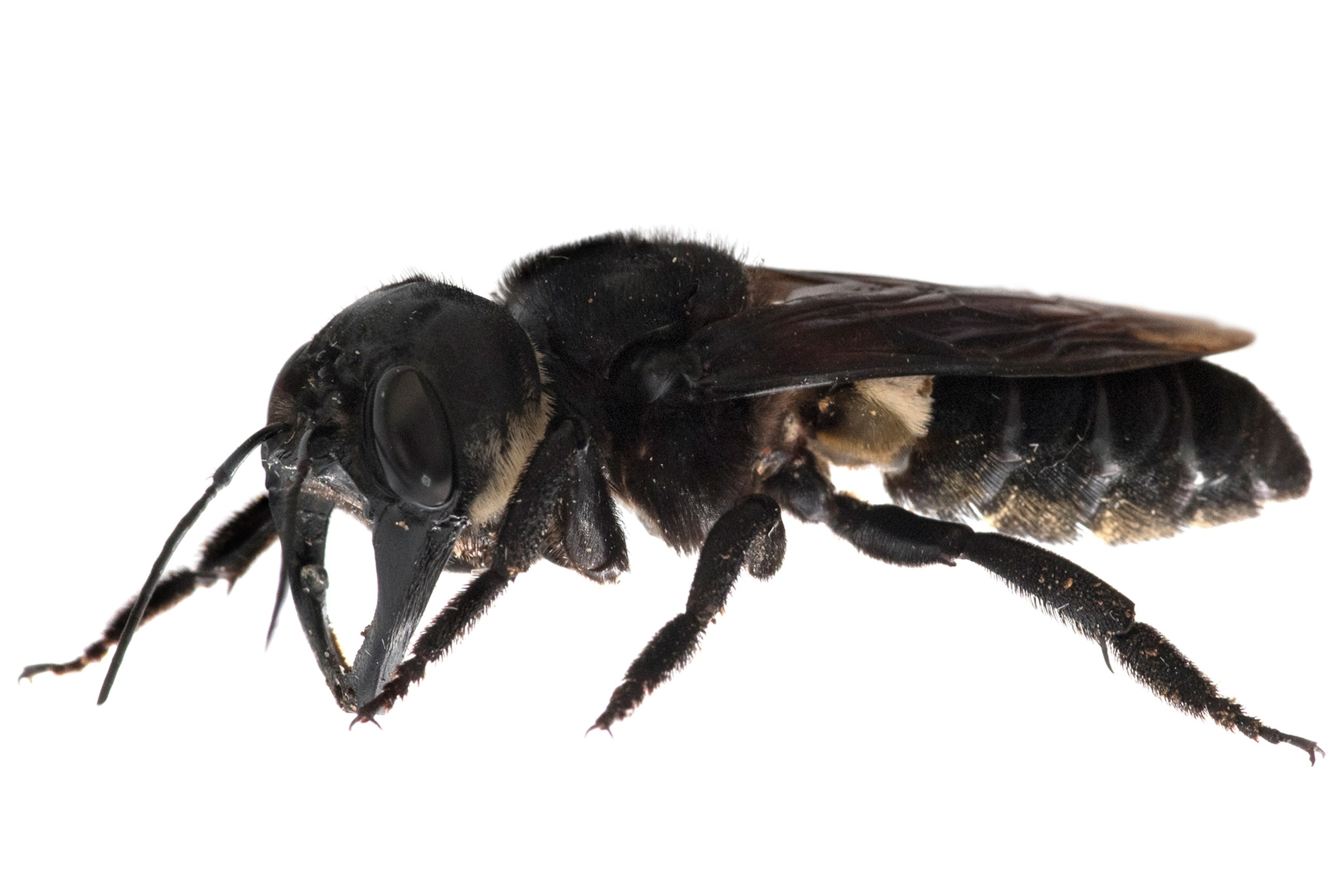 Wallace giant bee