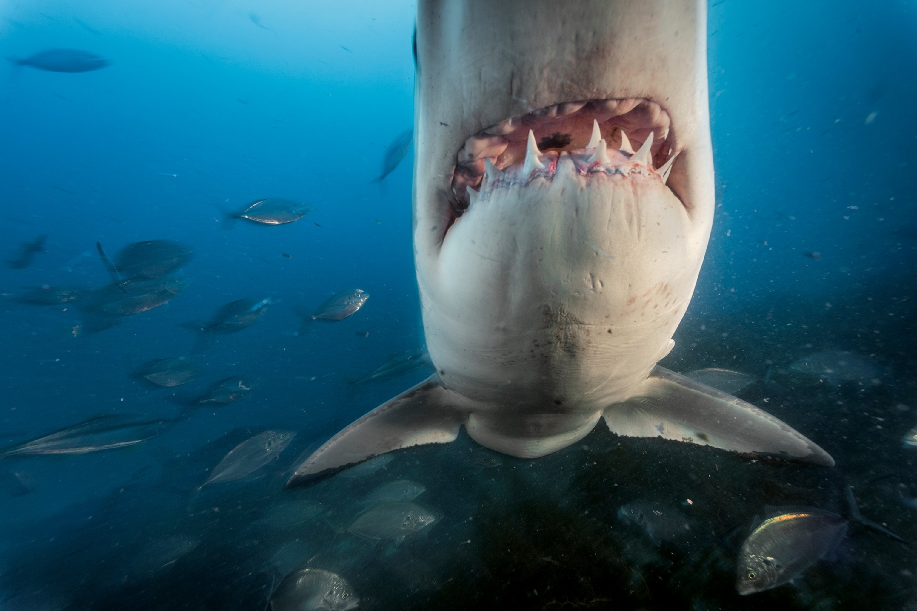 a great white shark