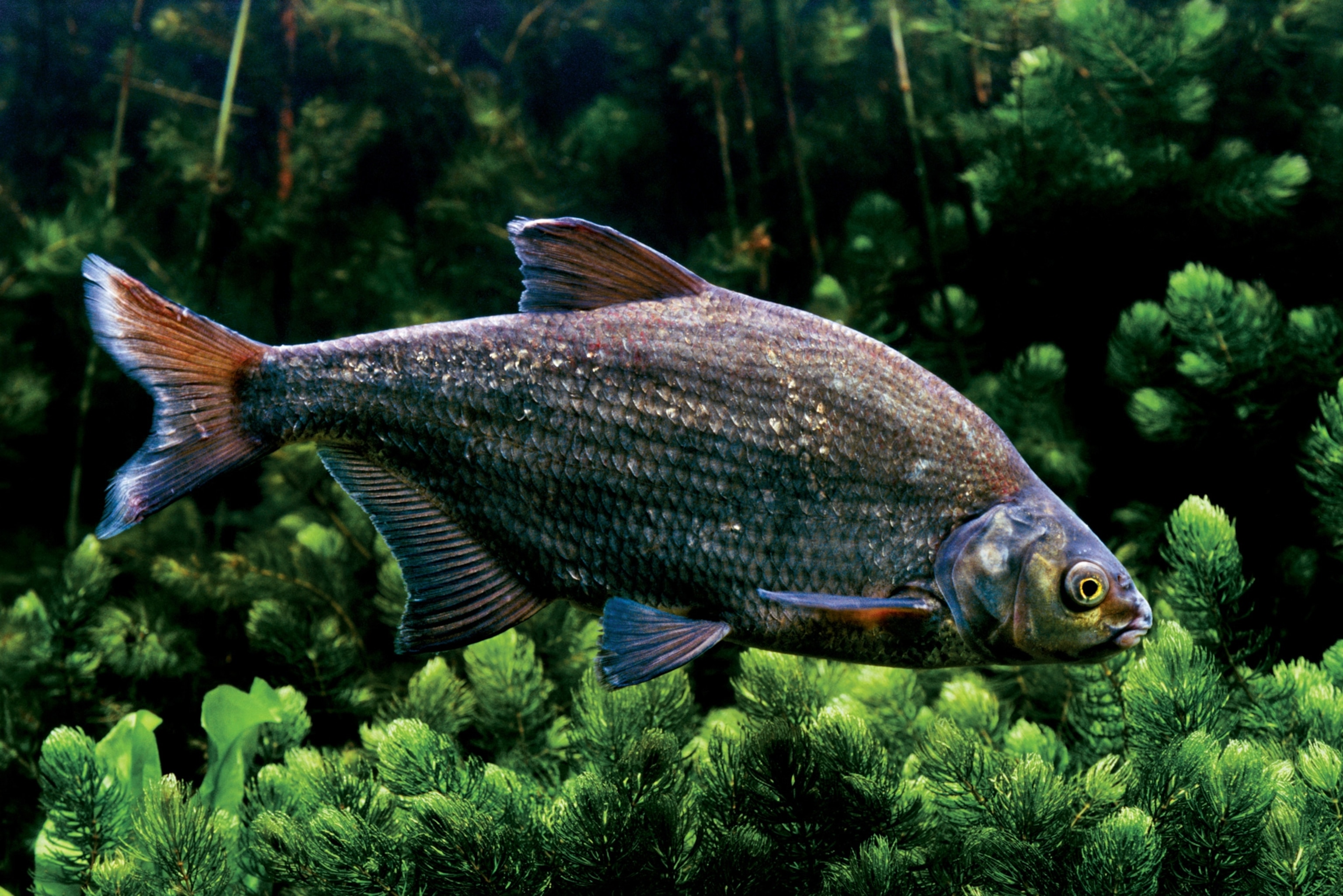 a common bream