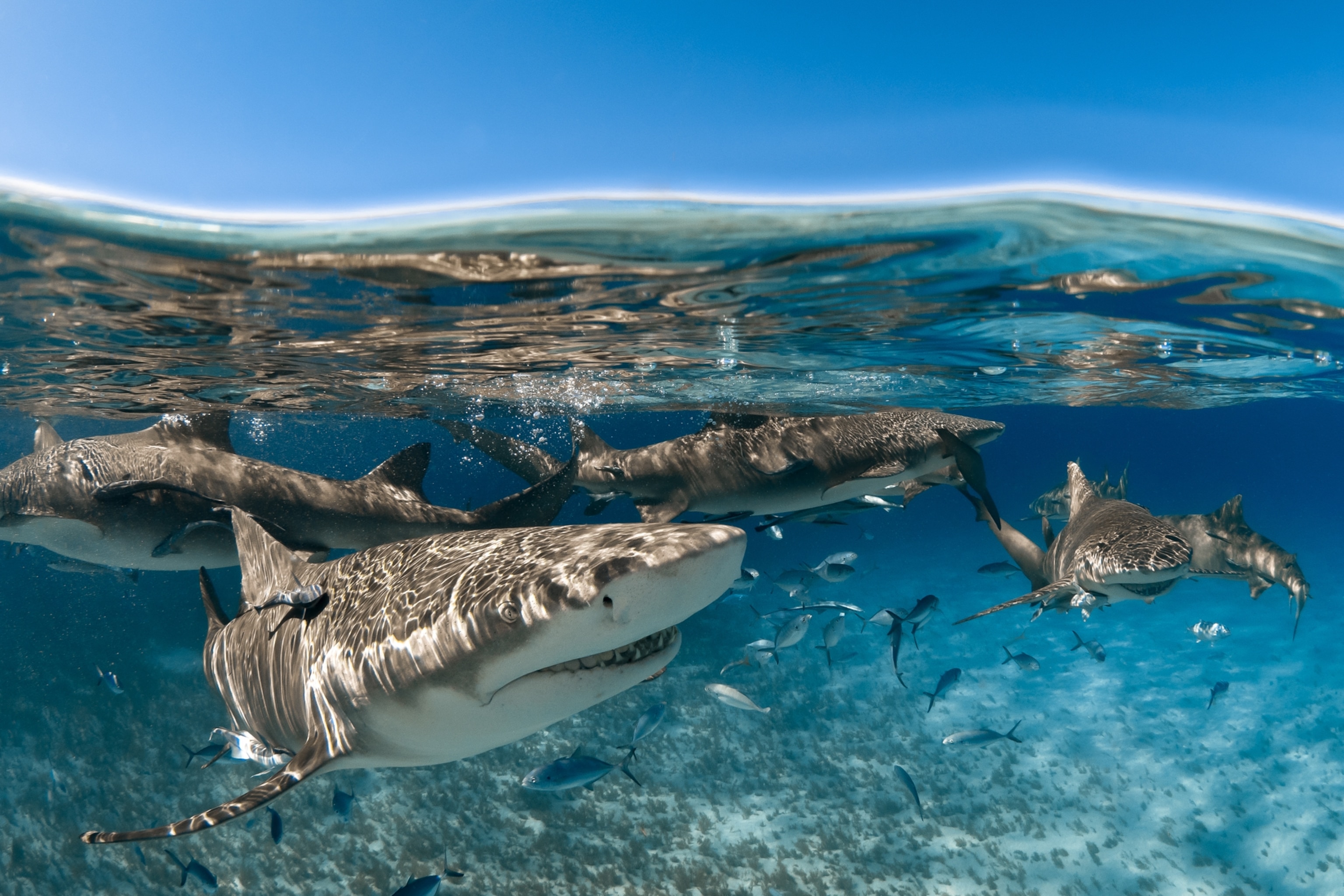 A shark swimming near a group of other sharks