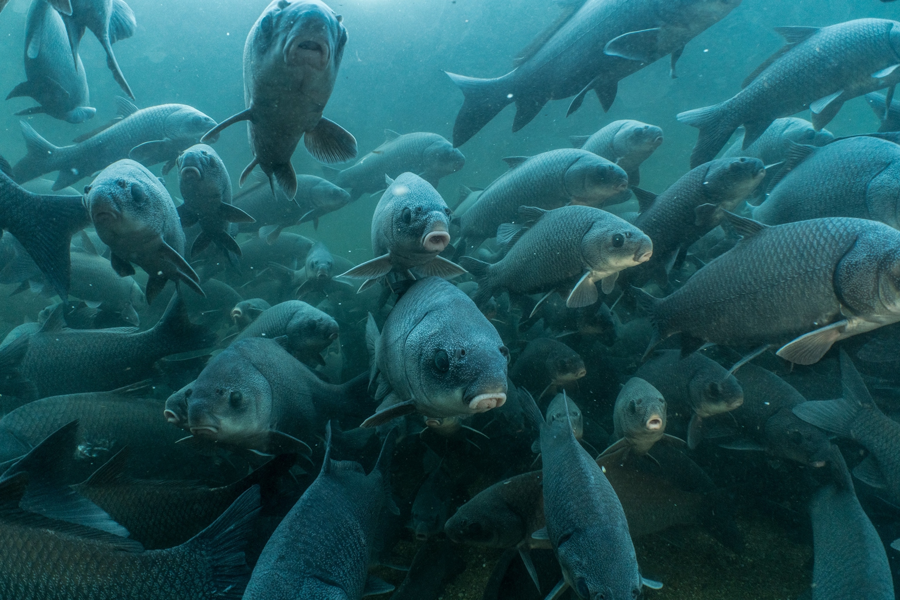 buffalo fish