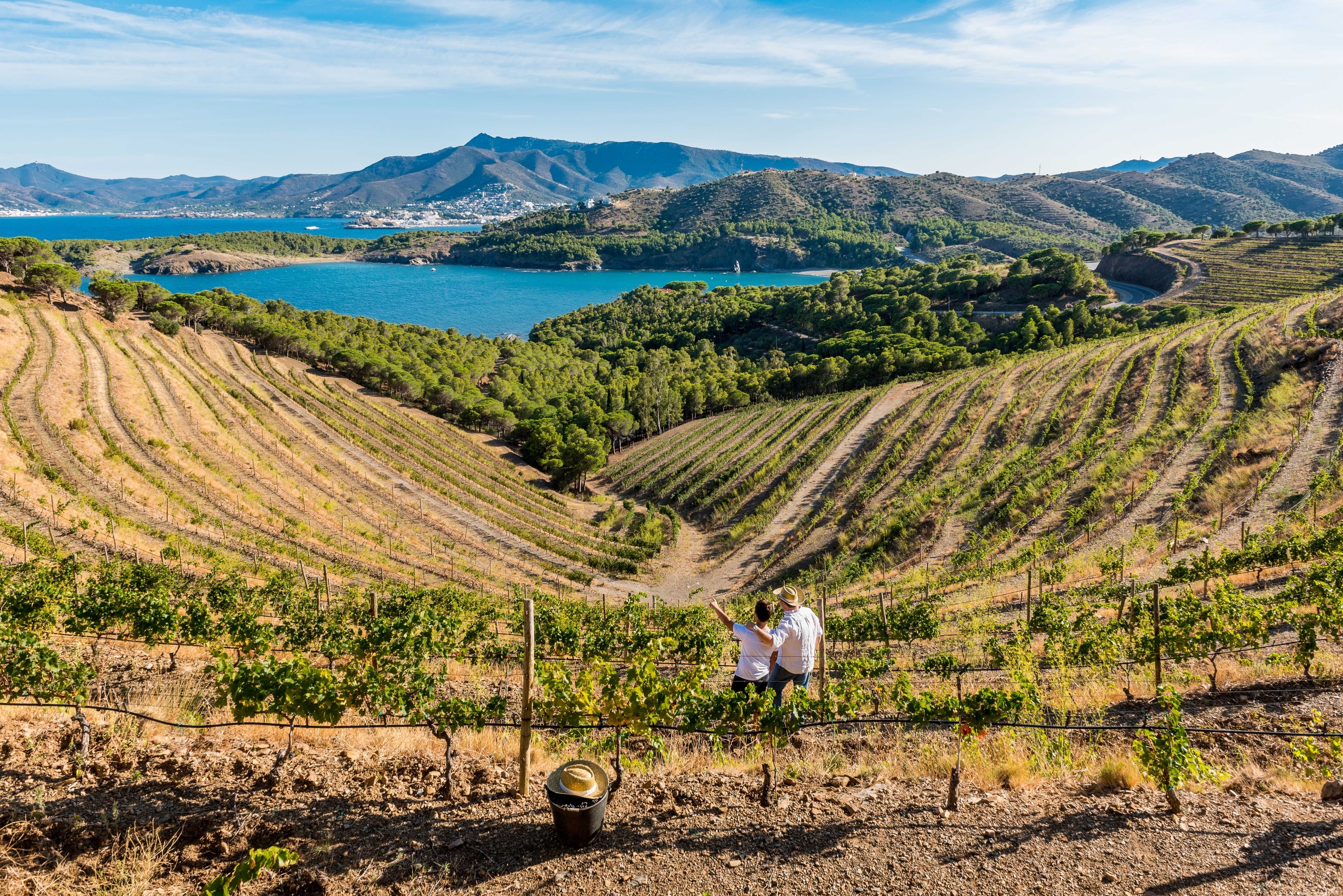 Vineyard