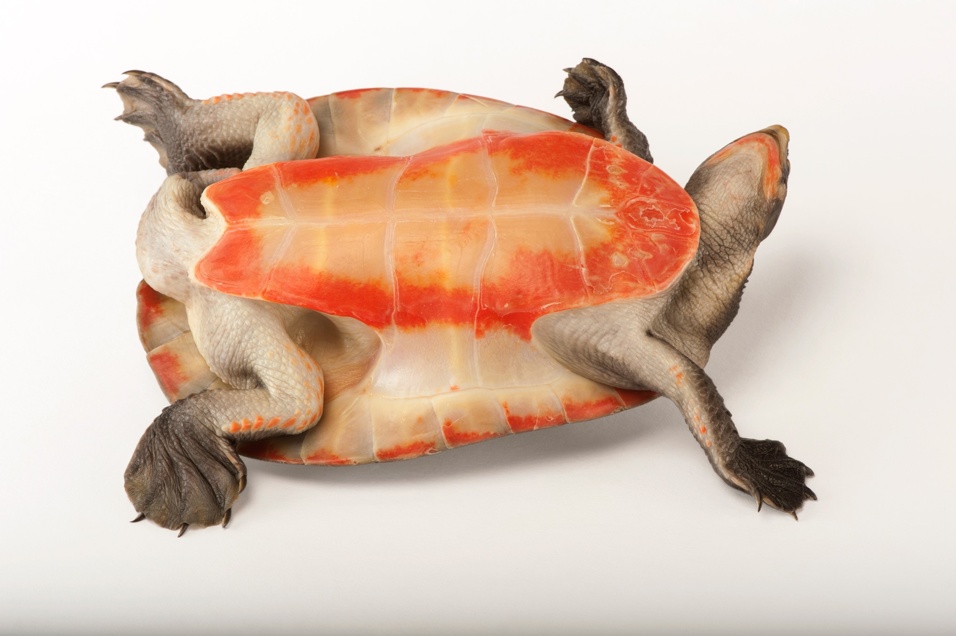 a red-bellied short-necked turtle at the Fort Worth Zoo