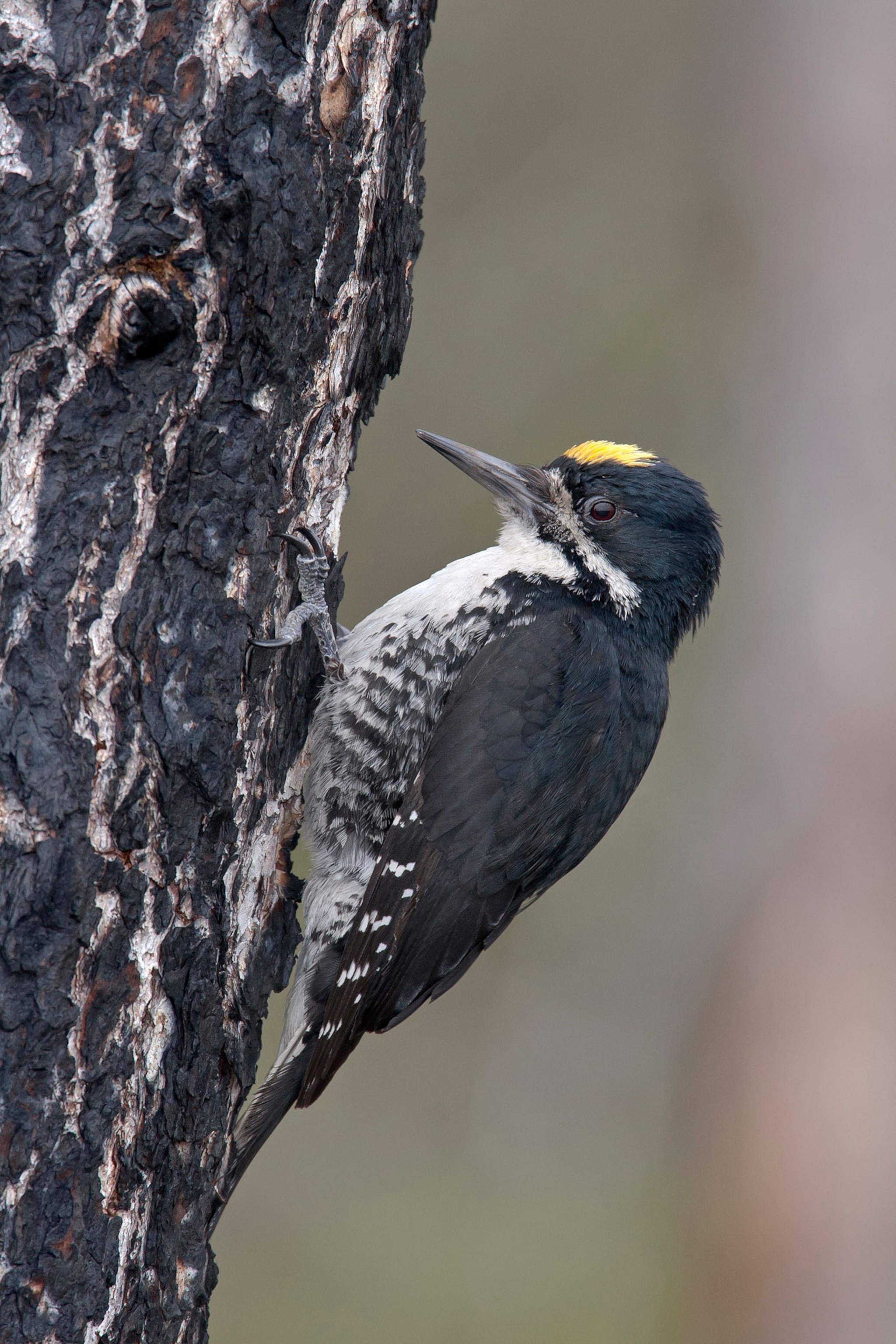 a black-backed woodpecker