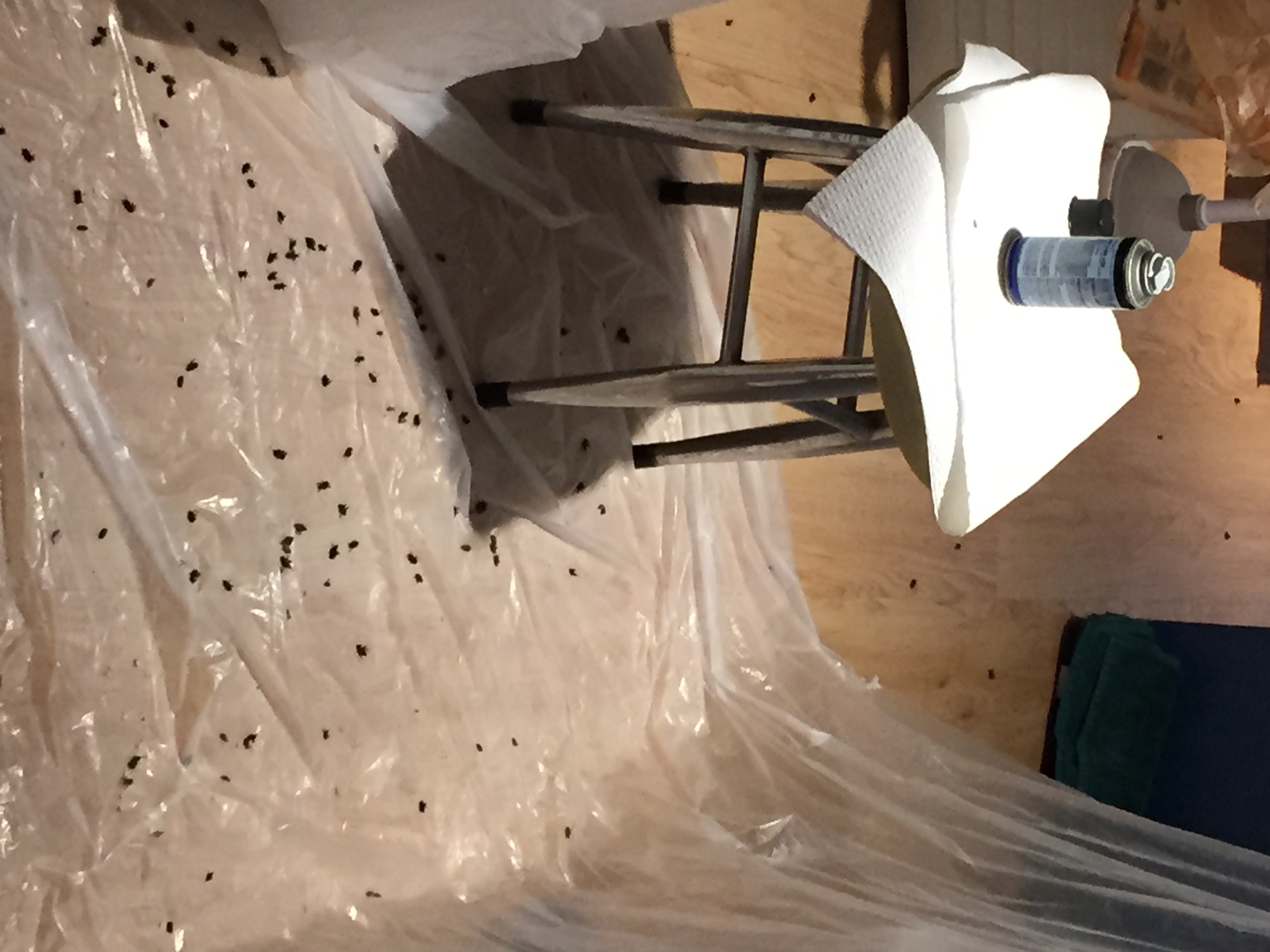 Those are dead flies. Multiply by entire basement.  Photo by Erika Engelhaupt