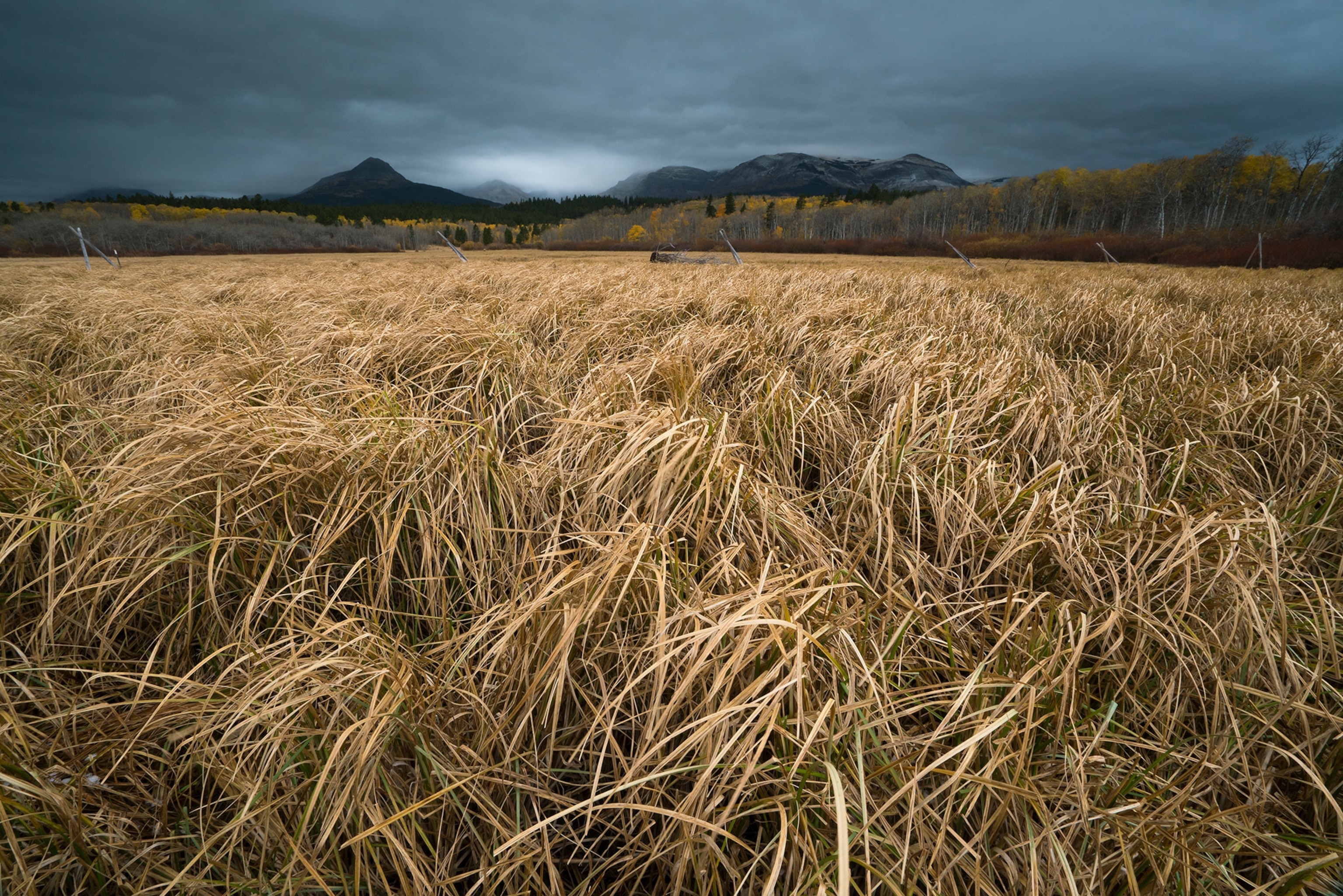 dried out grassland habitat