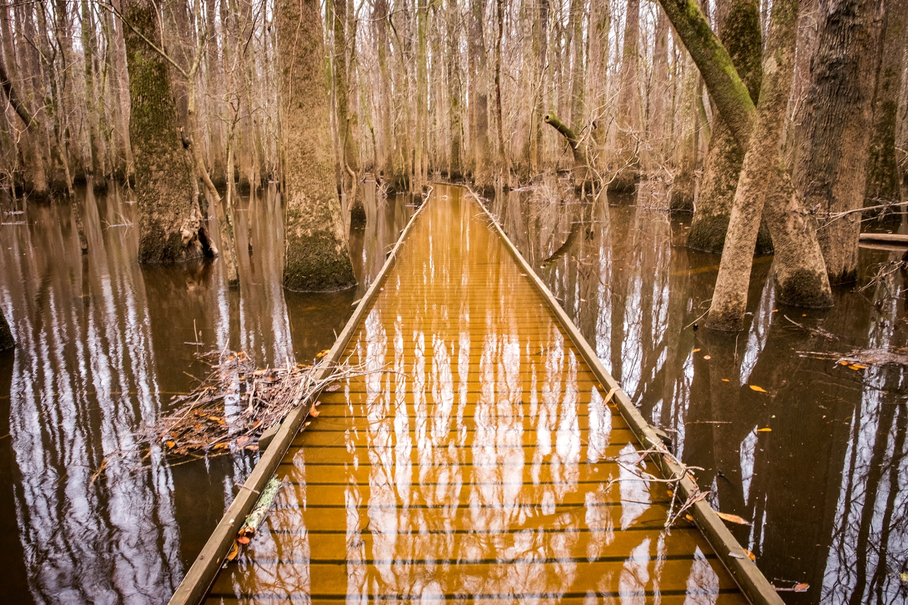 The submerged boardwalk in Congaree National Park, South Carolina