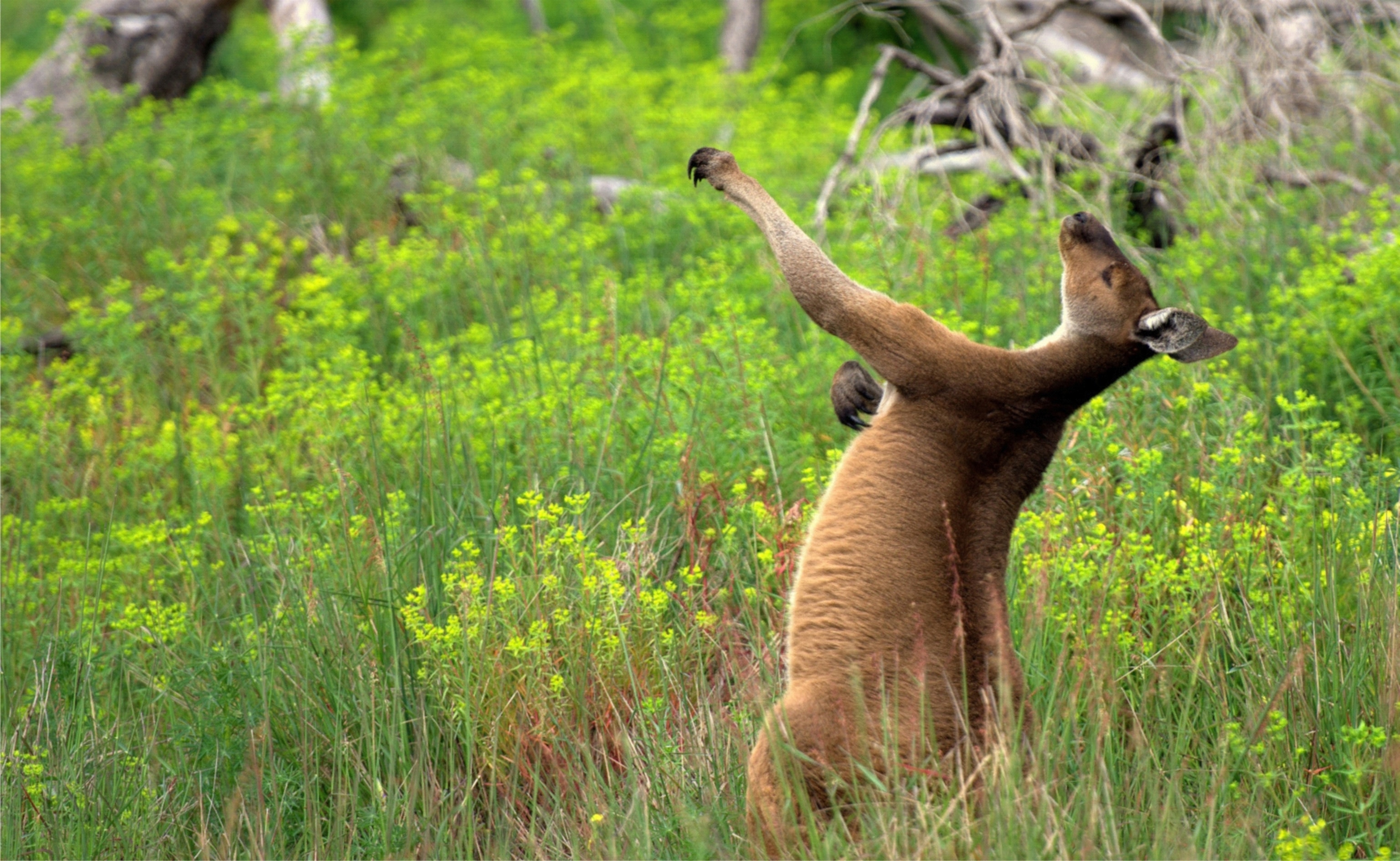 animal scratching