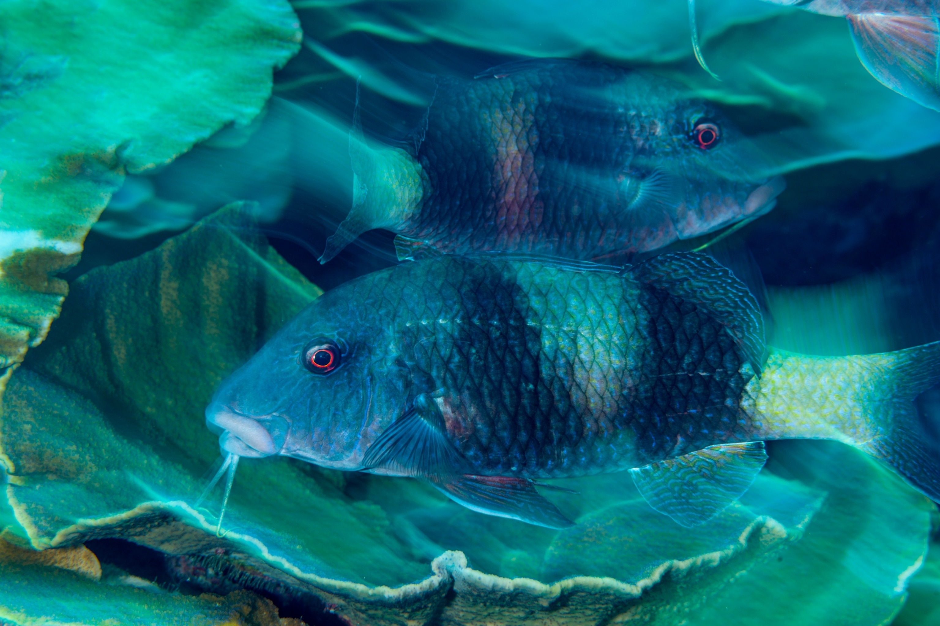 twosaddle goatfish