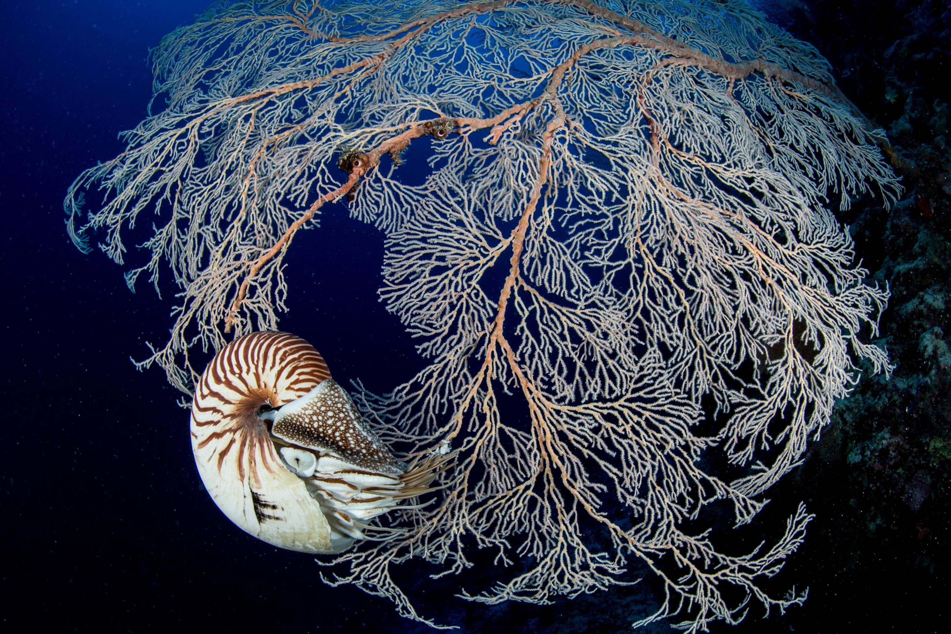 A Palau nautilus by a fan coral.