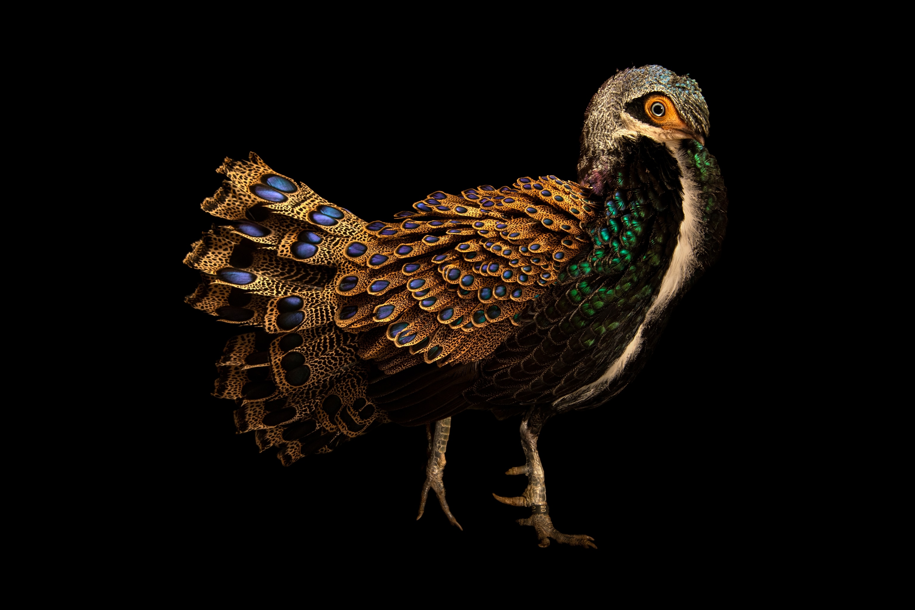 A peacock-Pheasent stands with an array of green black white brown and blue spotted feathers.