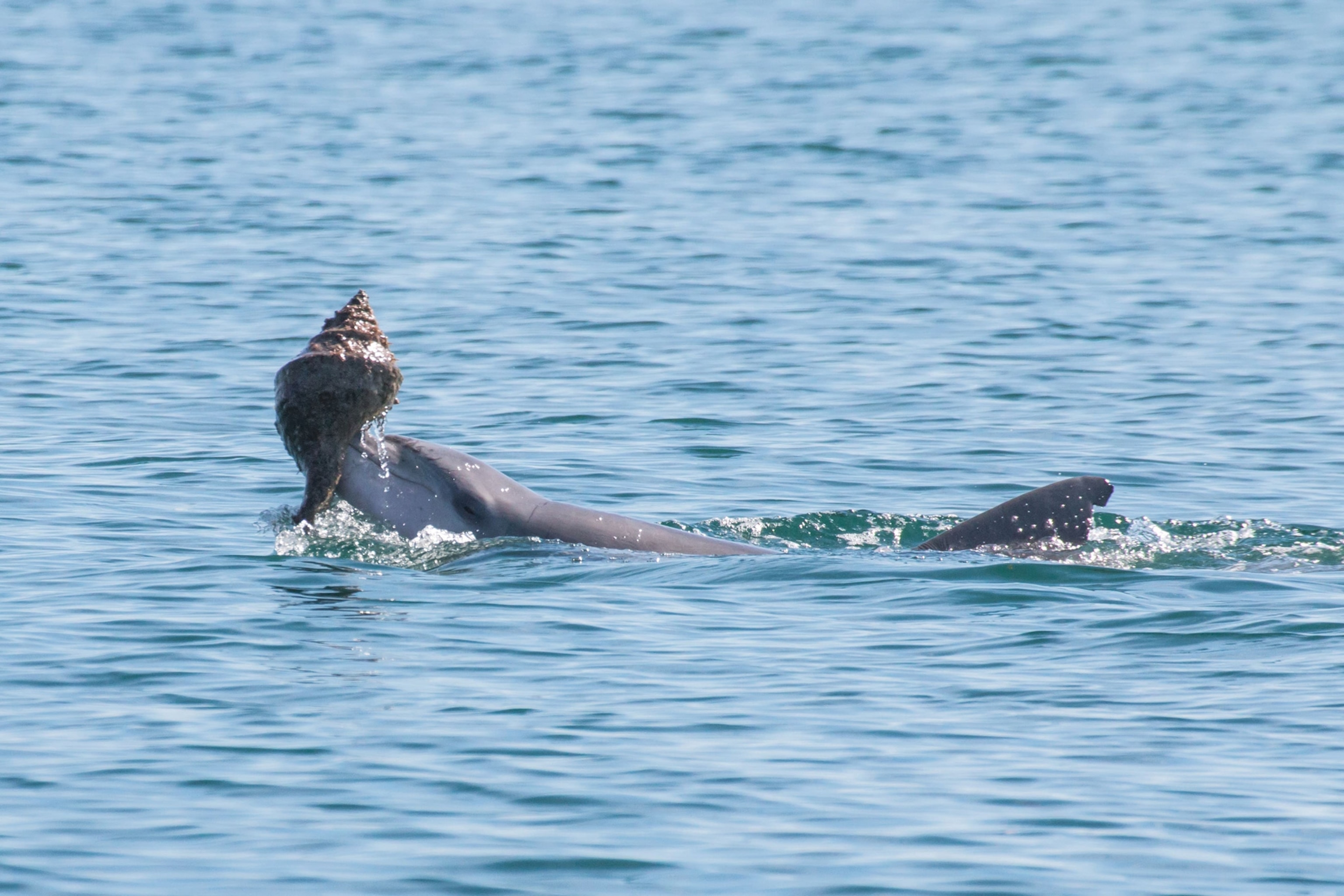 a dolphin with a shell in its mouth