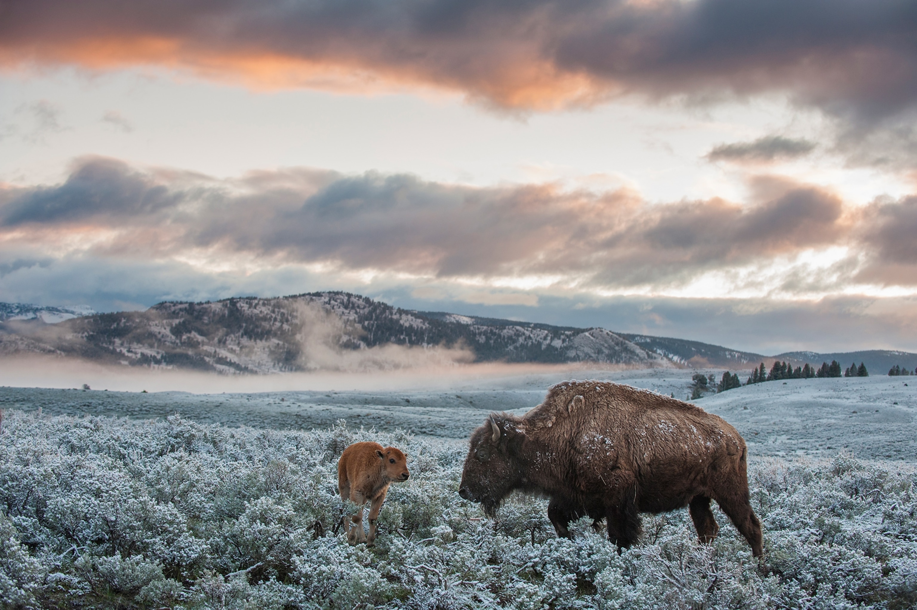 A adult and baby bison stand in a filed dusted with snow under a pastel sky.