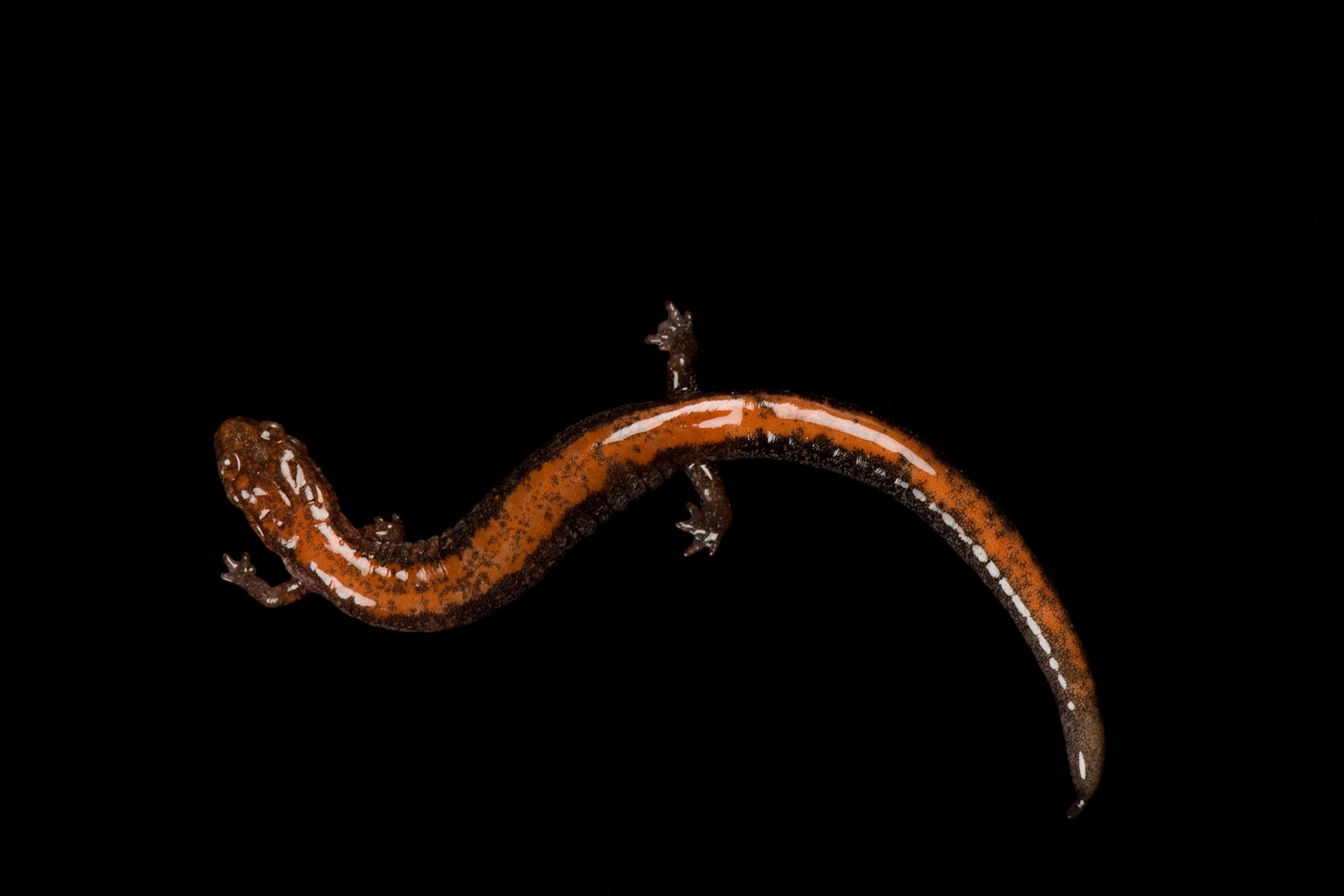 a redback salamander