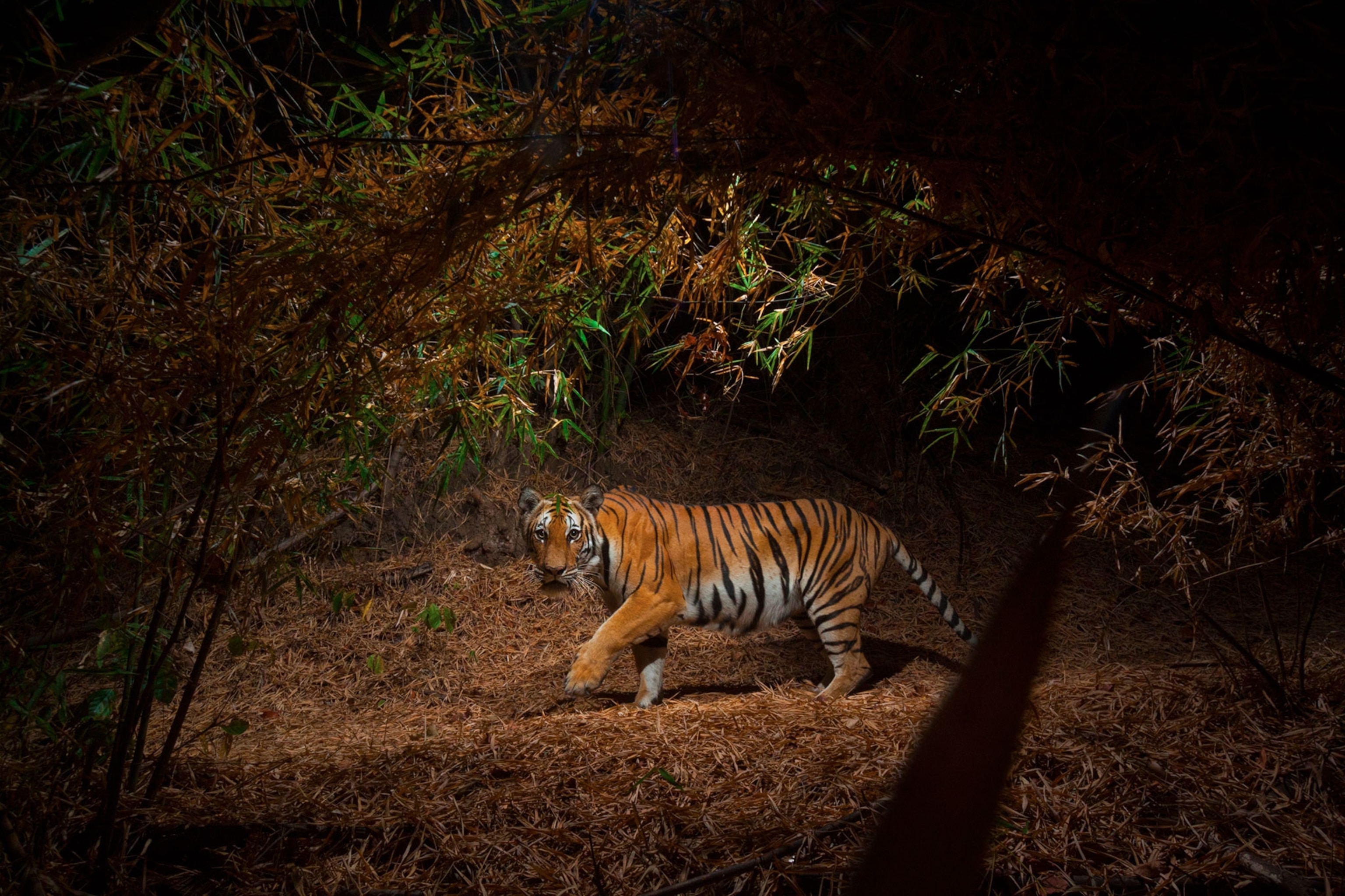 a tiger