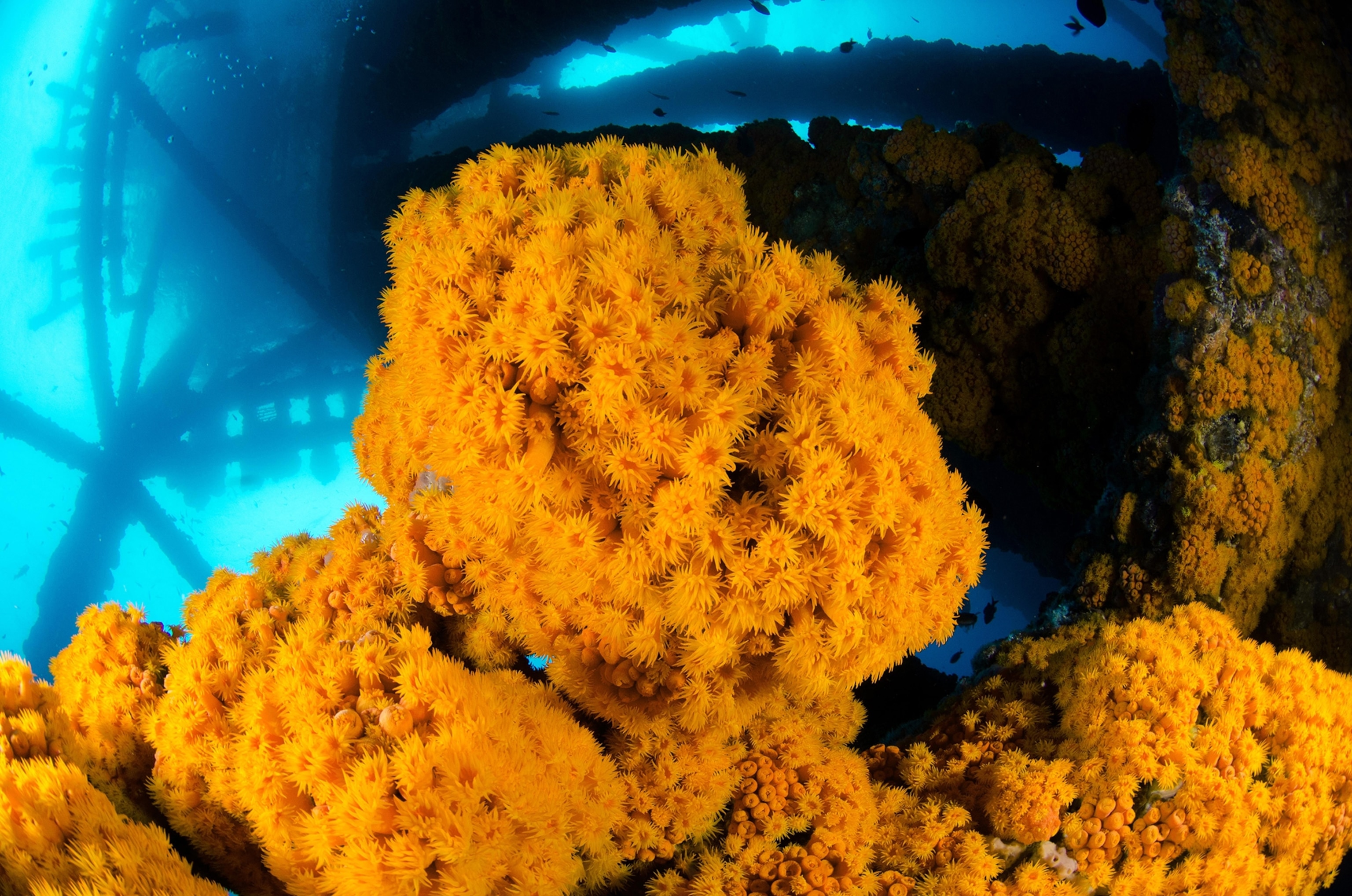 The National Geographic Pristine Seas divers discovered vibrant marine life thriving on an oil platform in Gabon.