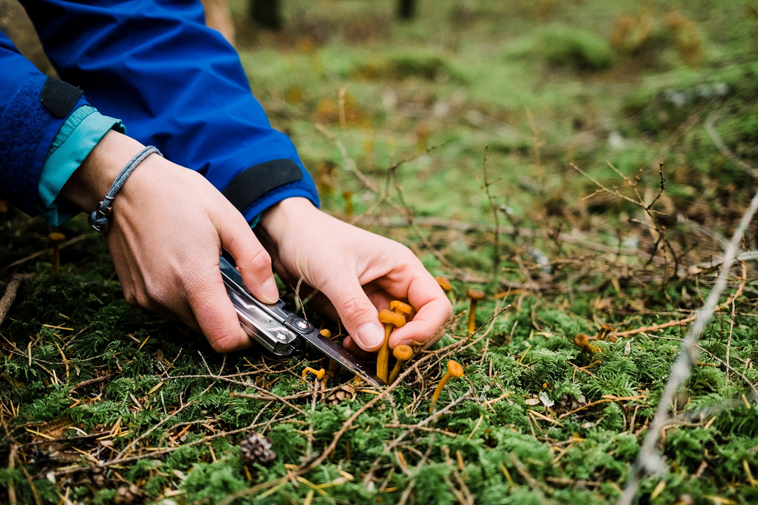 Young, female forager looks for wild mushrooms in a lush, coastal rainforest