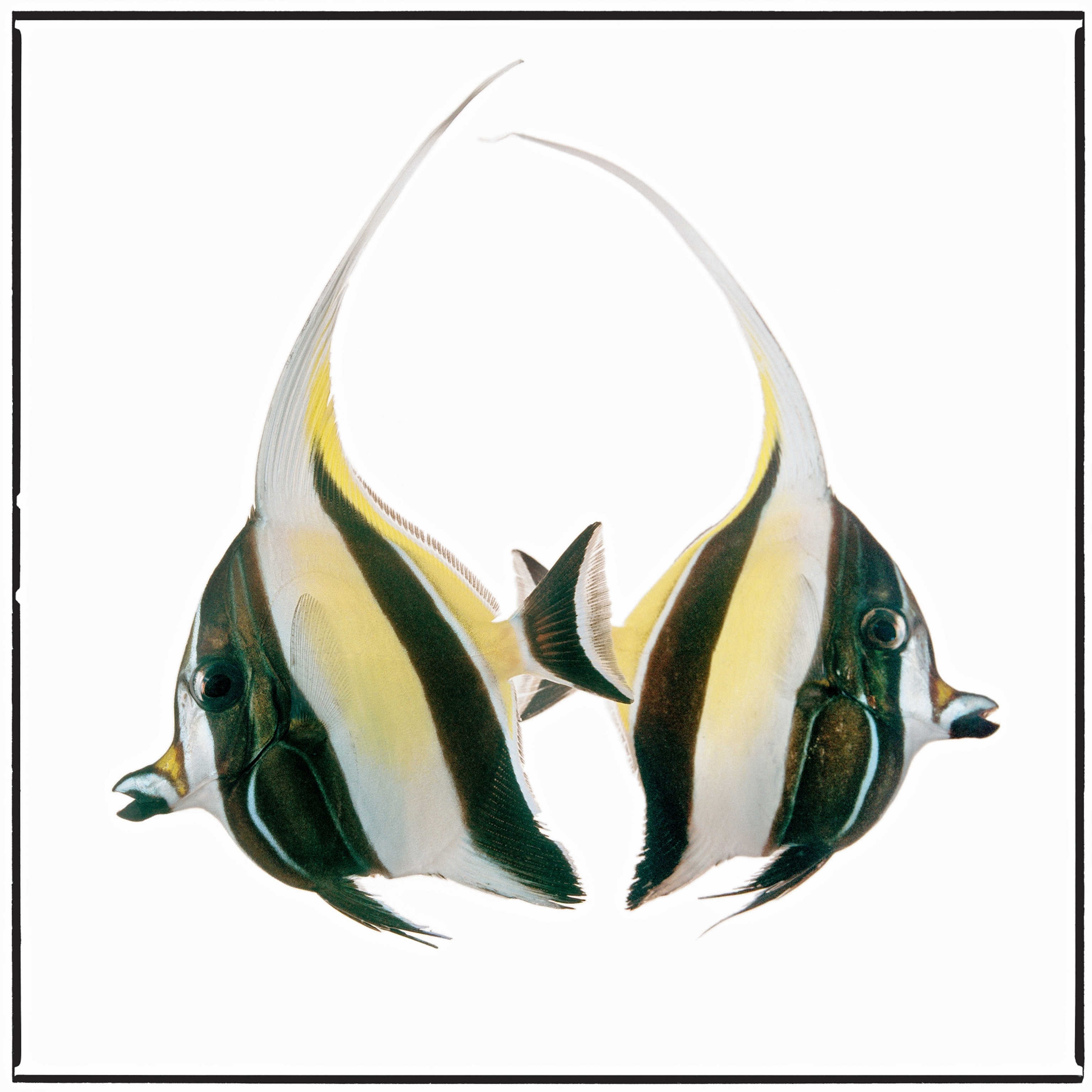 two Moorish idols