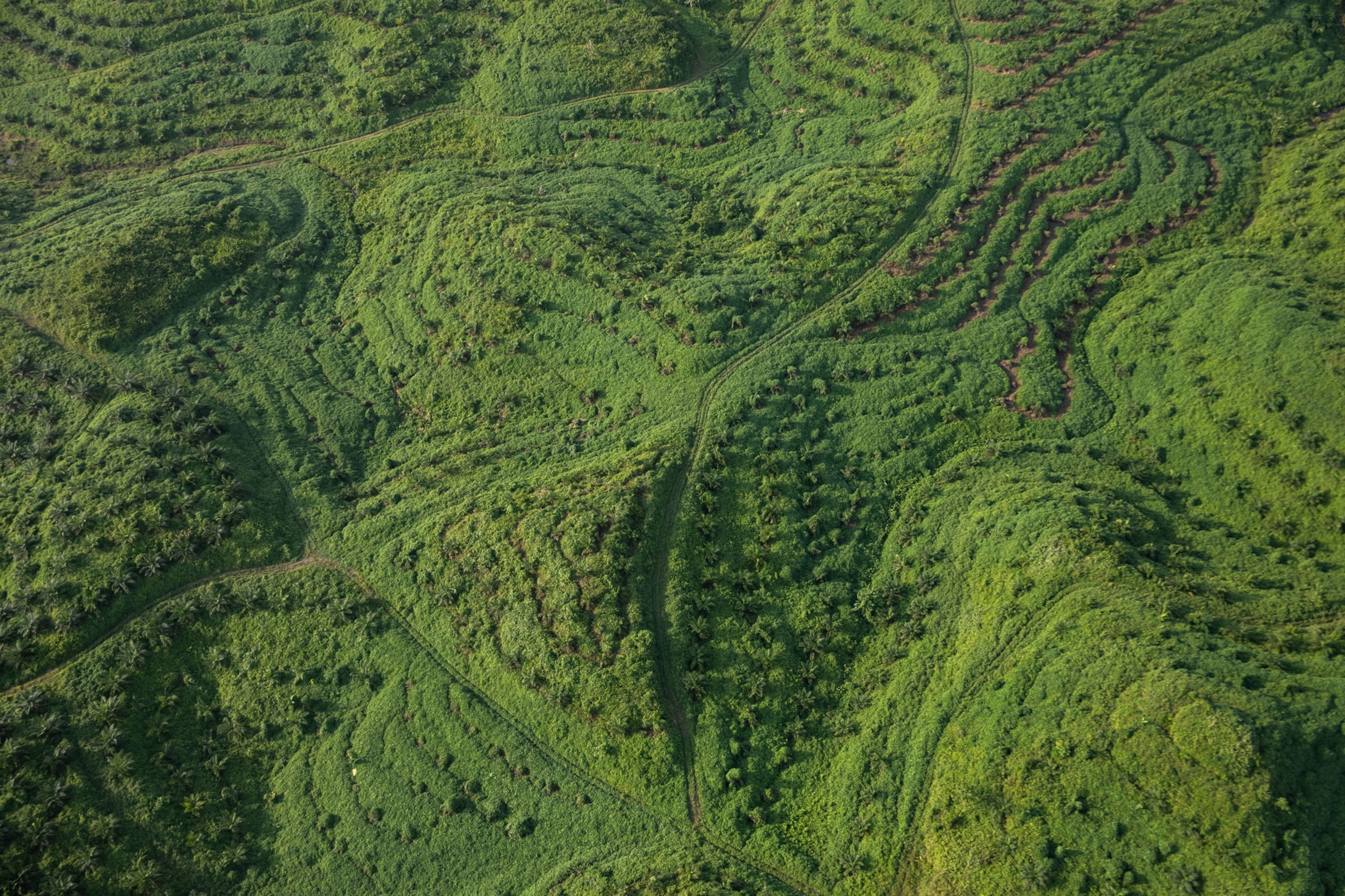 Aerial view of a palm oil plantation