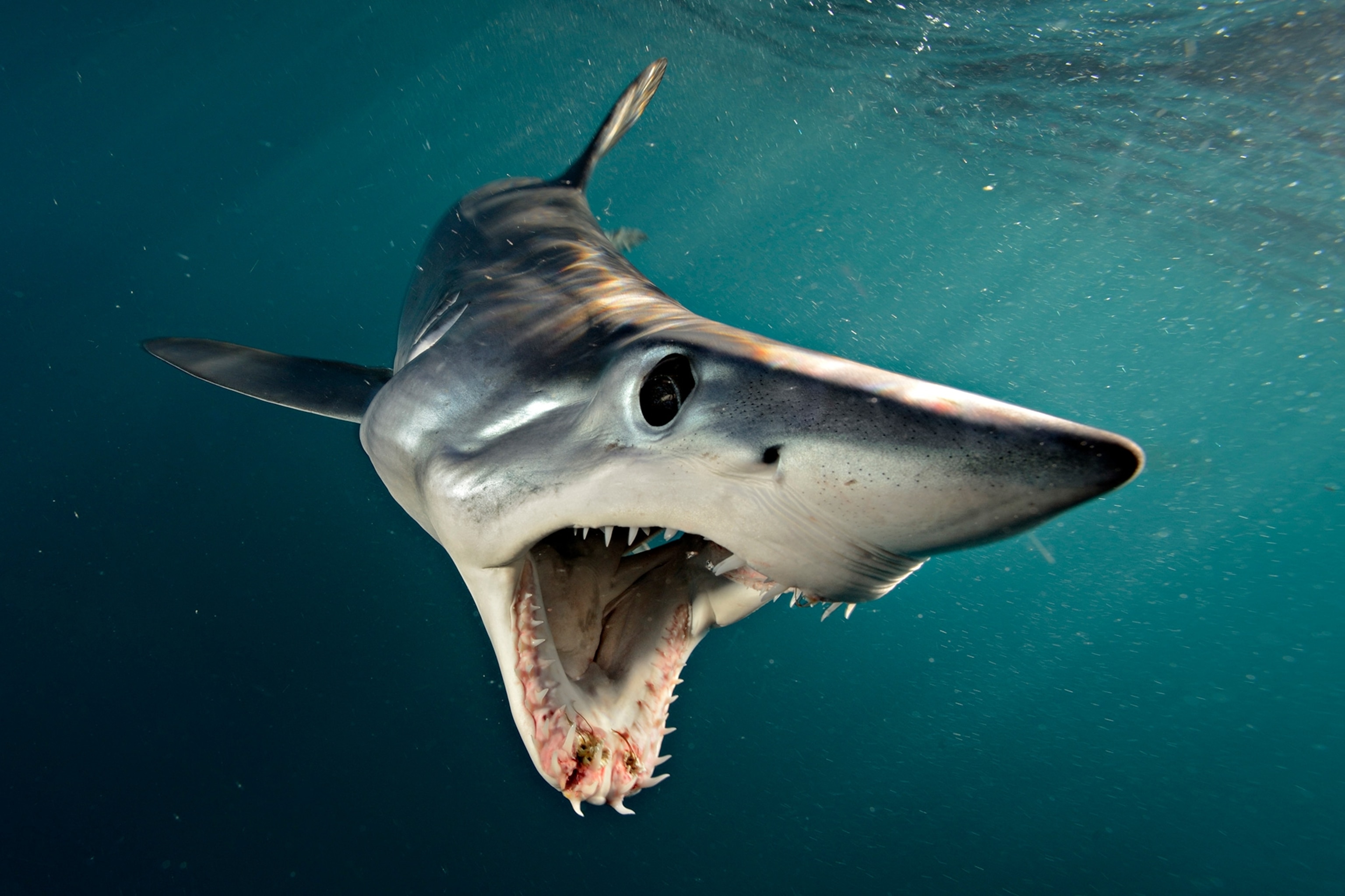 a shortfin mako
