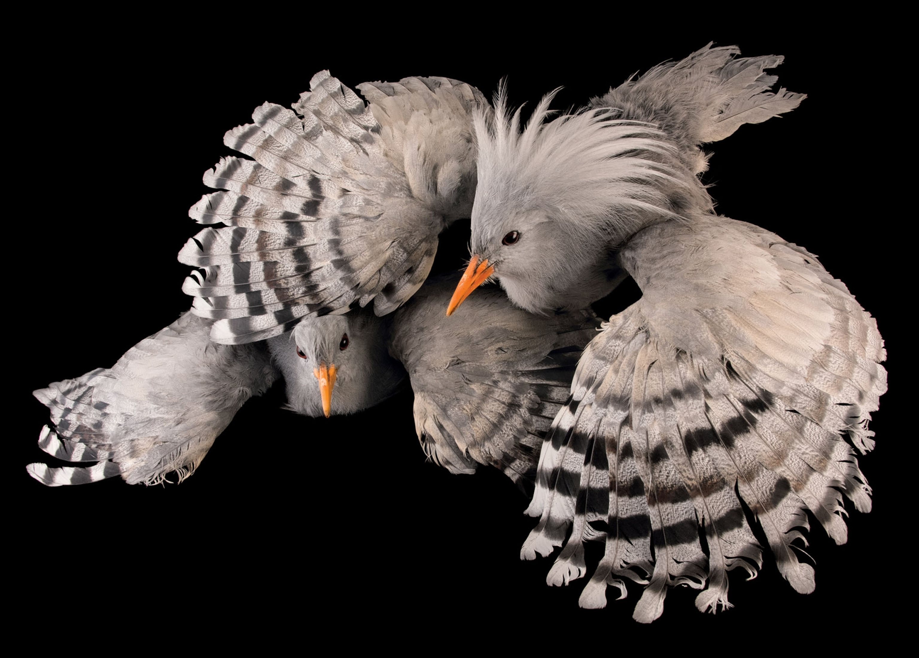 two Kagus