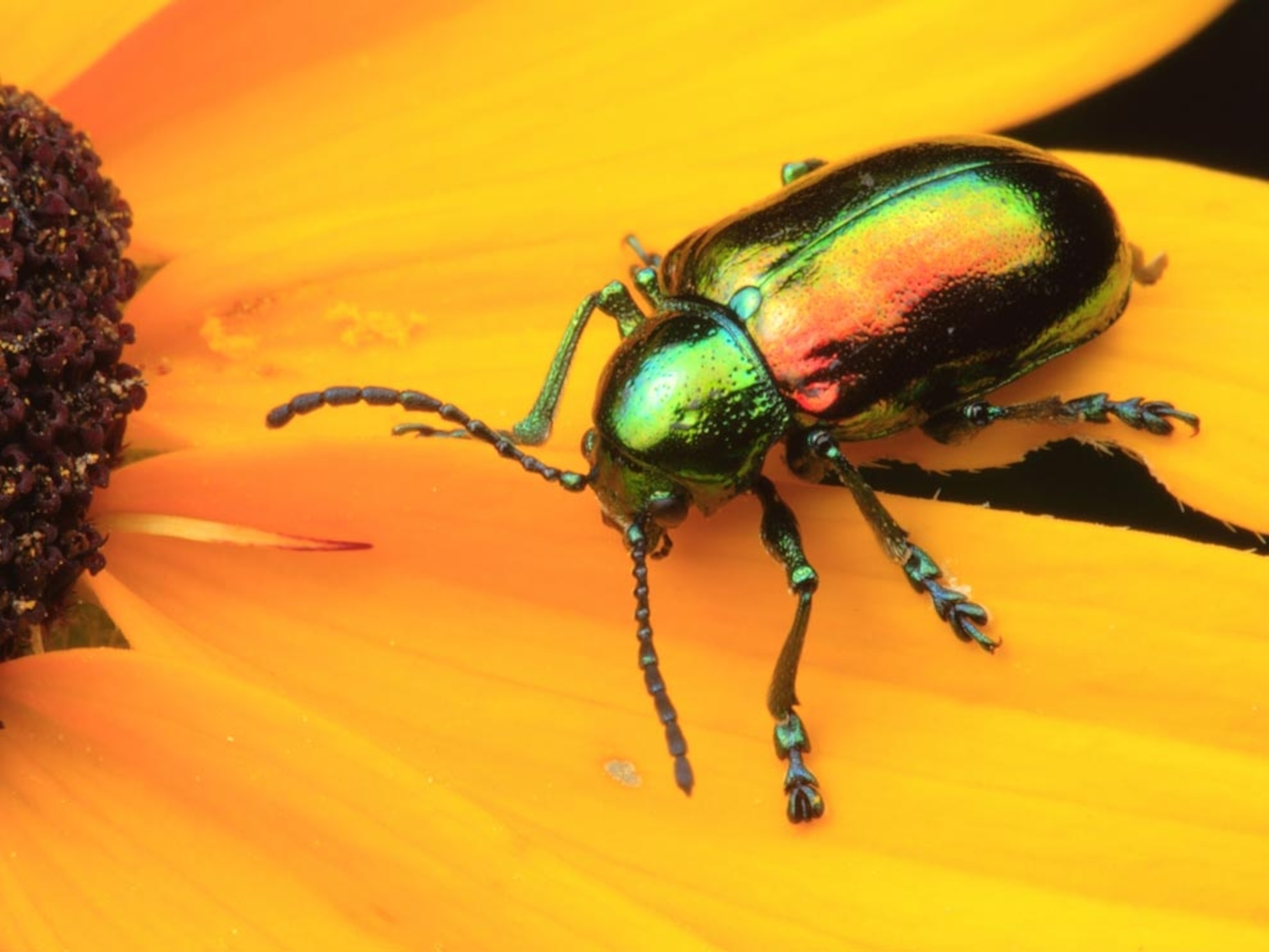 Dogbane leaf beetle on a black-eyed susan