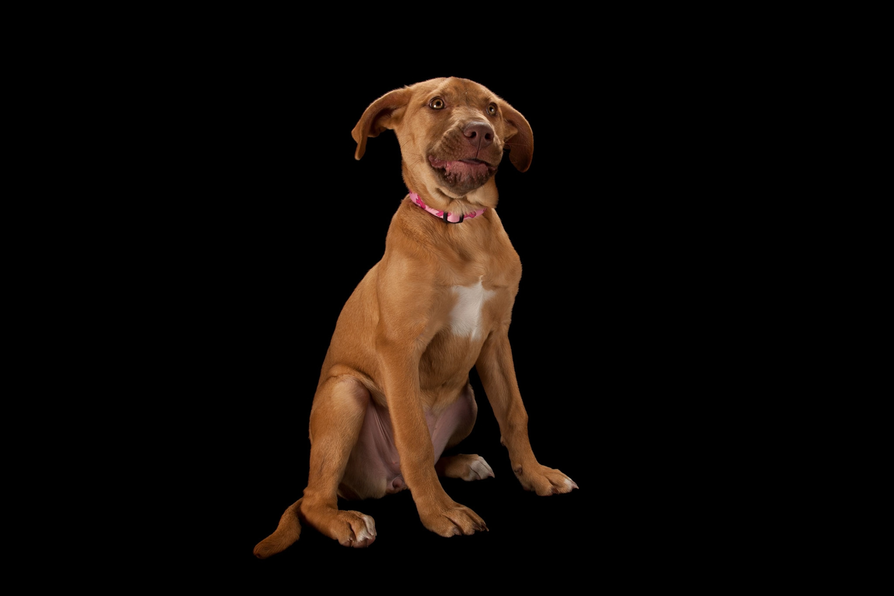 a pitbull mix