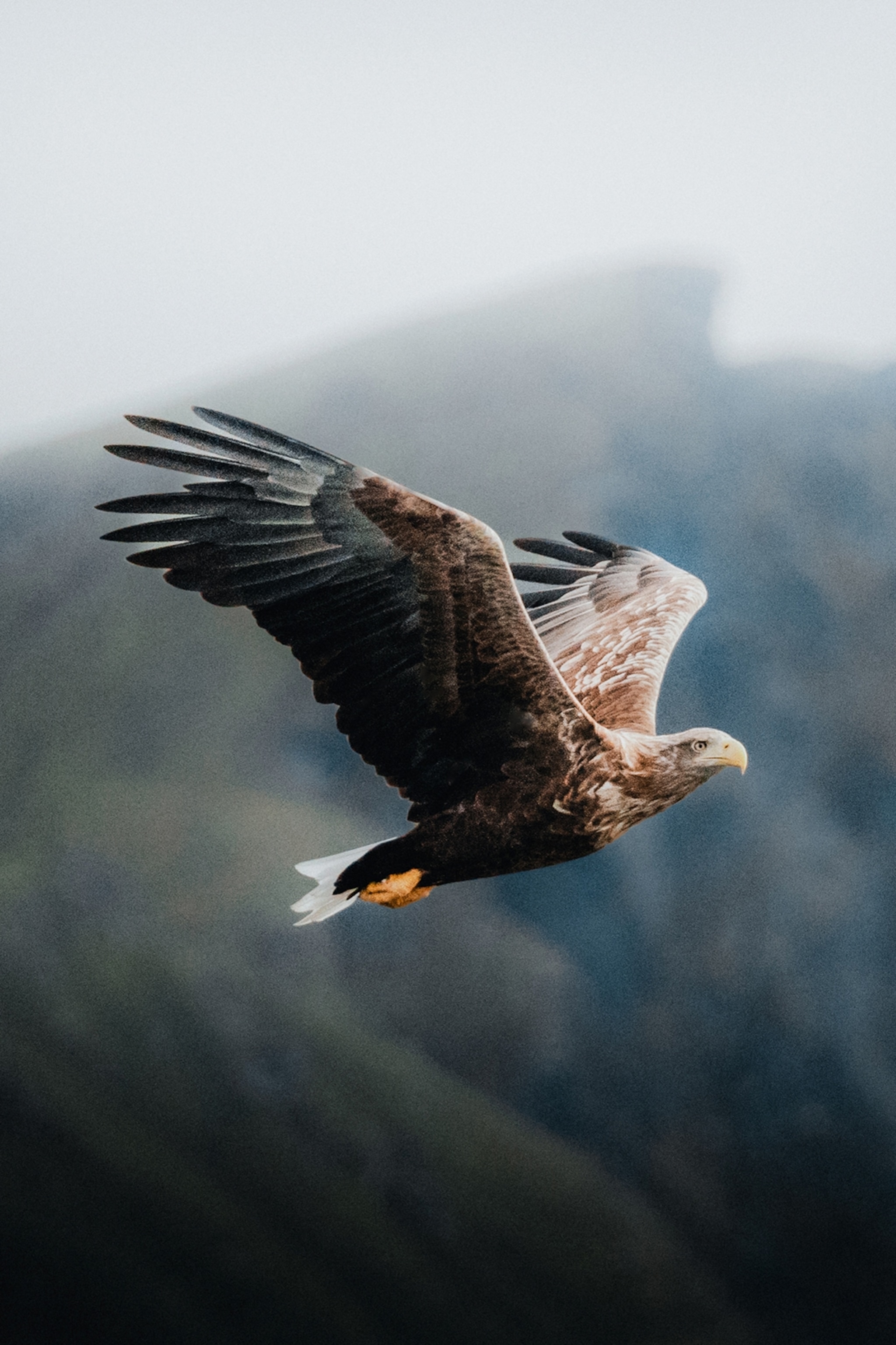 A large eagle is spreading its wings and gliding through the air in norway