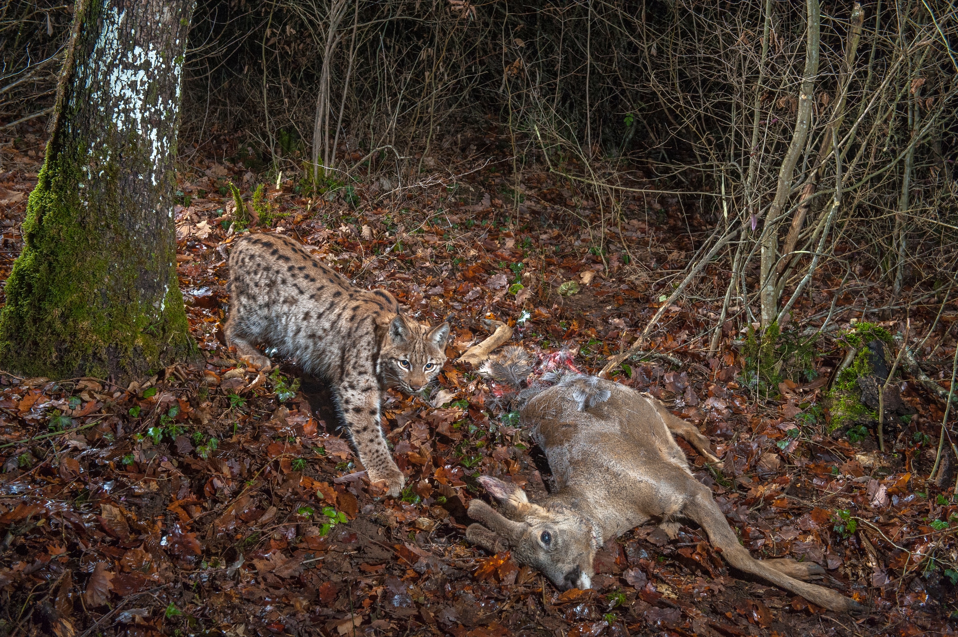 European lynx