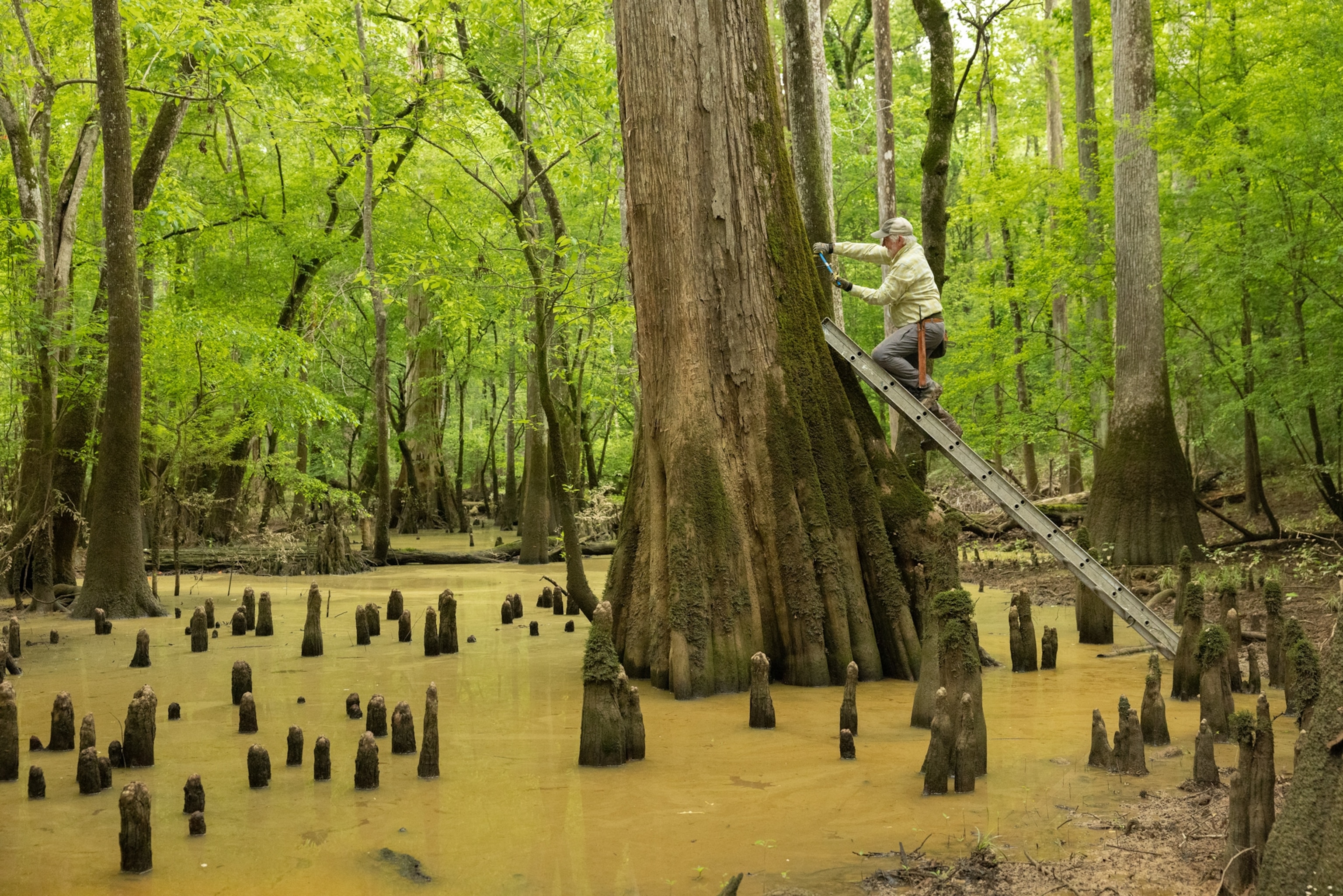 Man on the ladder inspecting the trunk of the huge tree in the swamp.