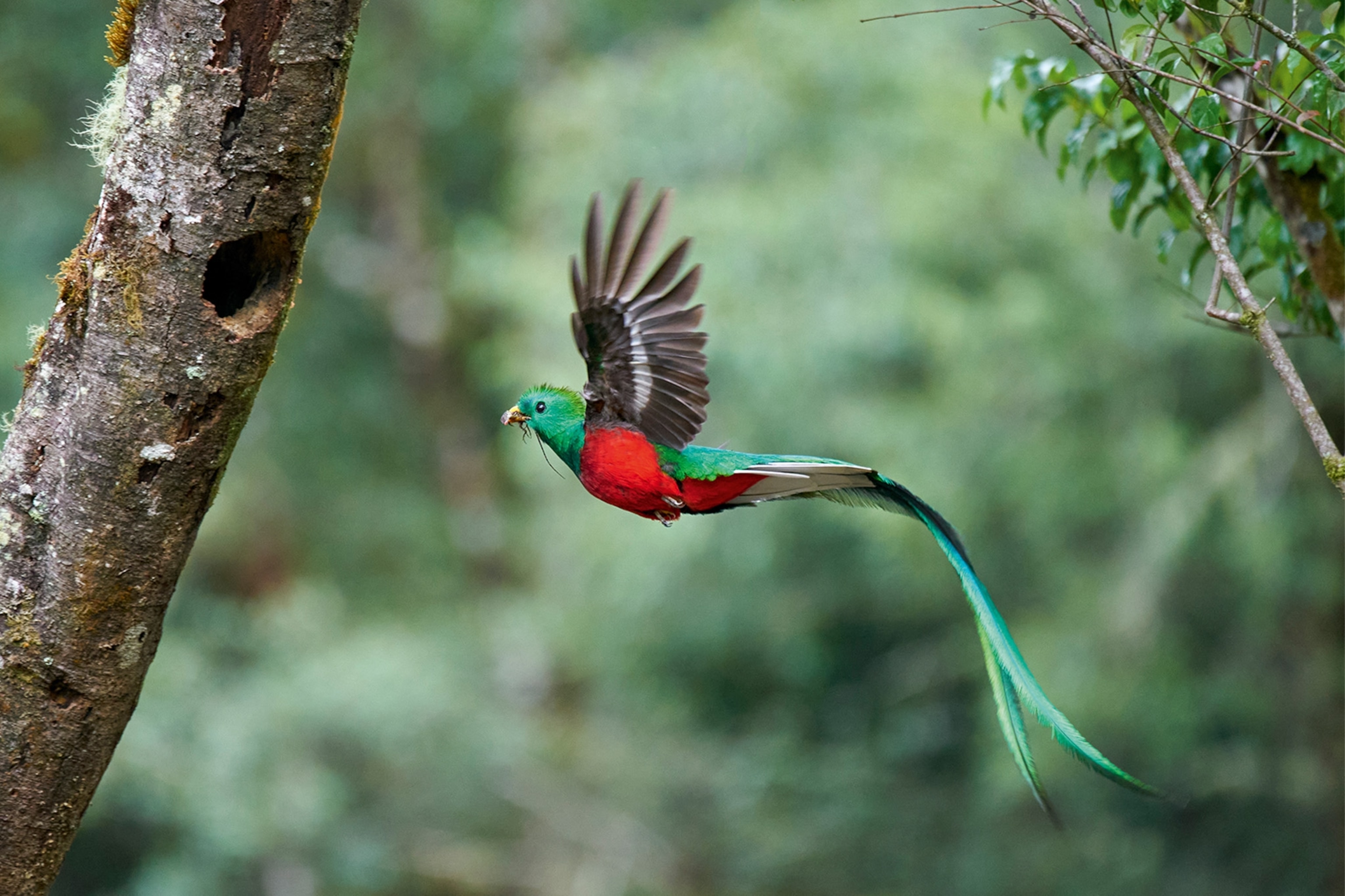 A male resplendent quetzal bird, which are native to Mexico and Central America, takes flight.