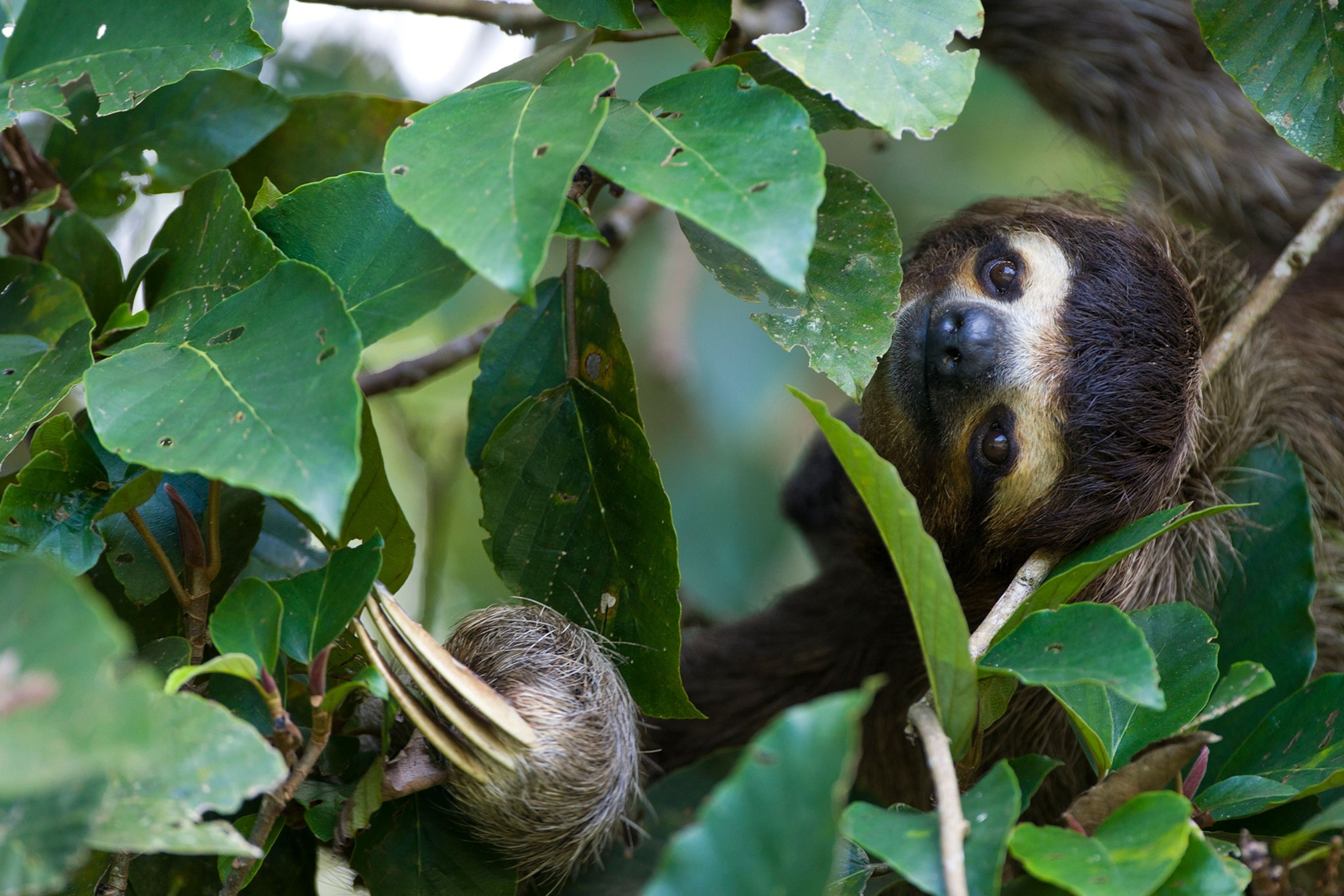 a brown-throated three-toed sloth