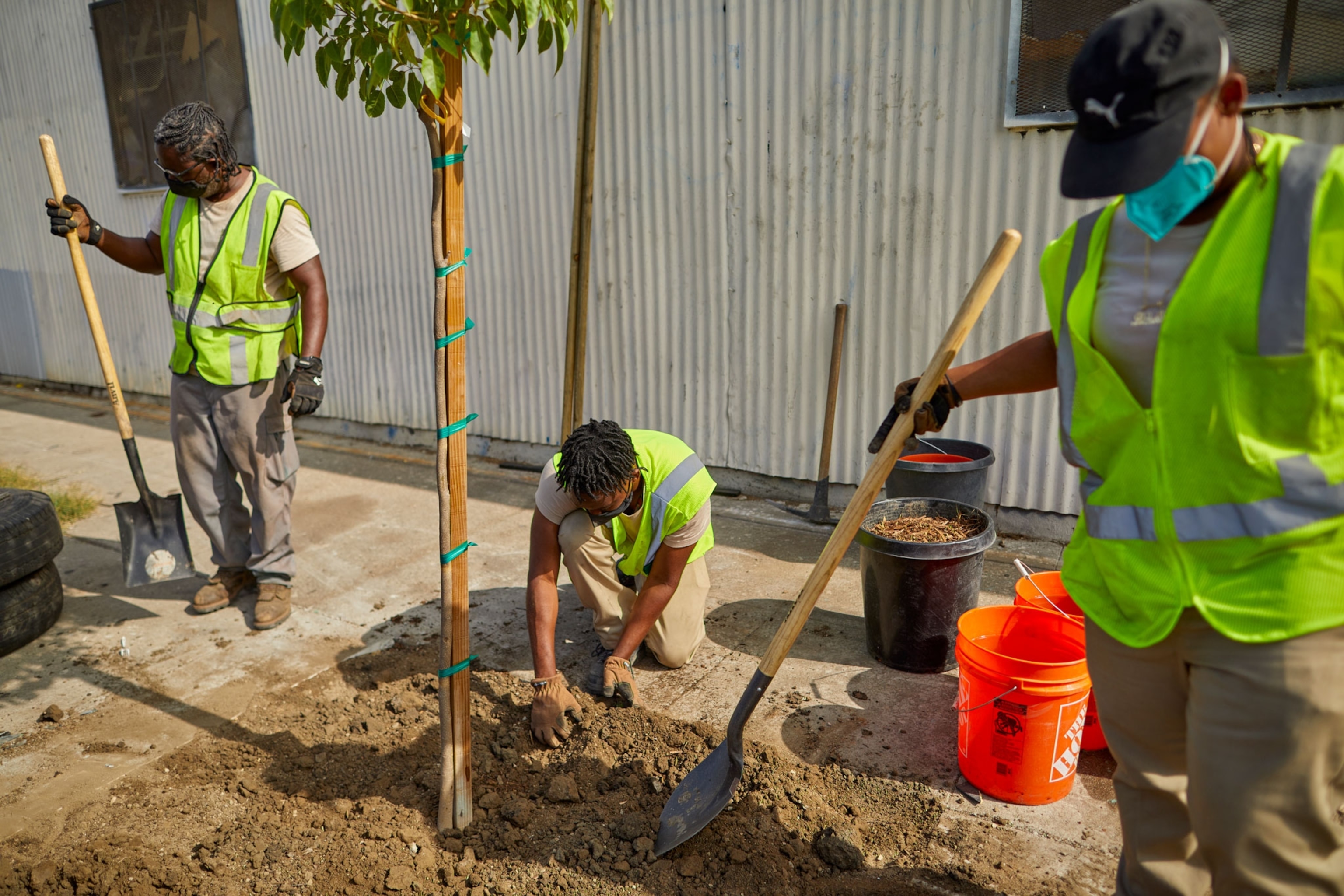 Workers plant a tree